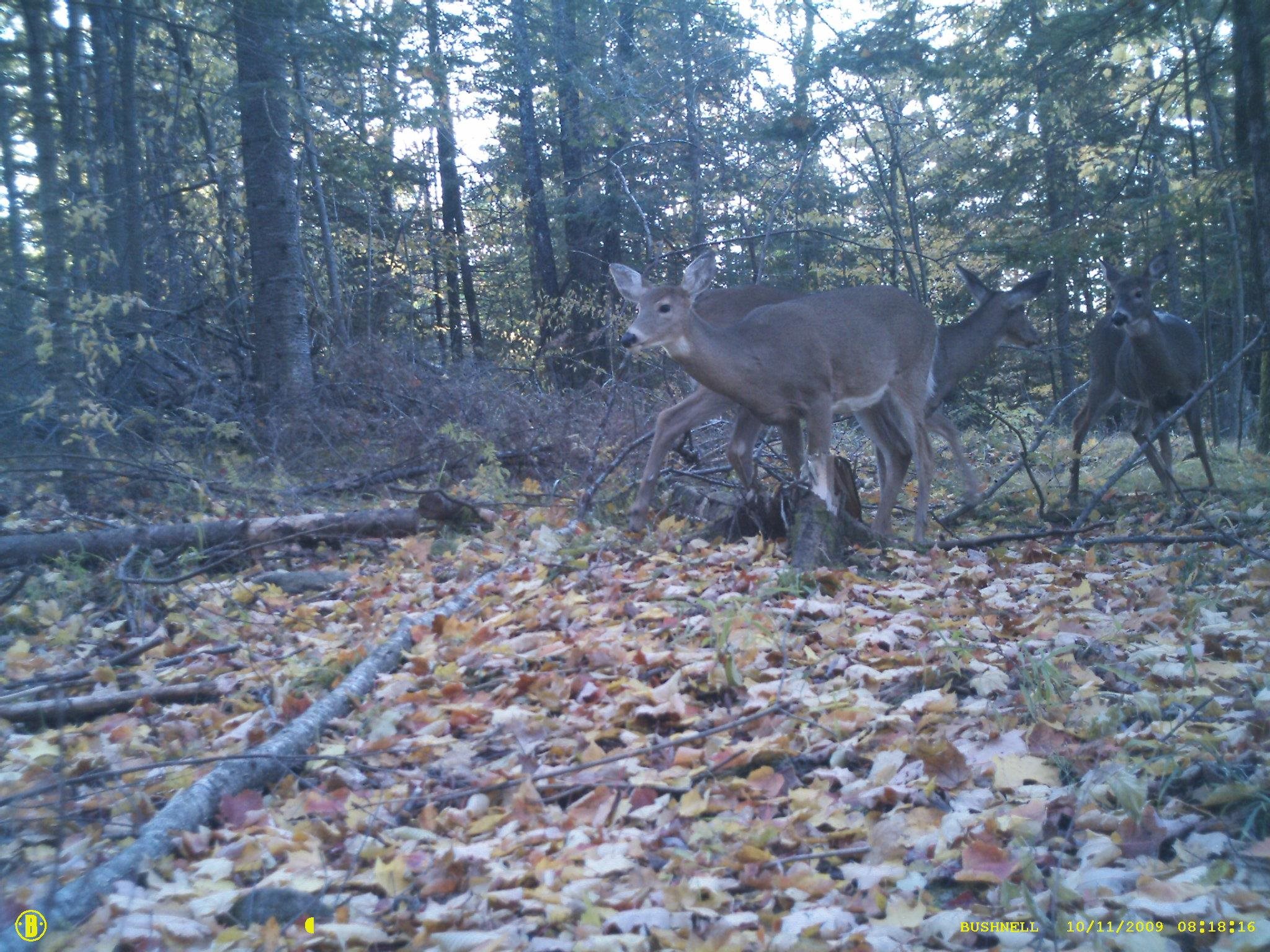 Trailcam
