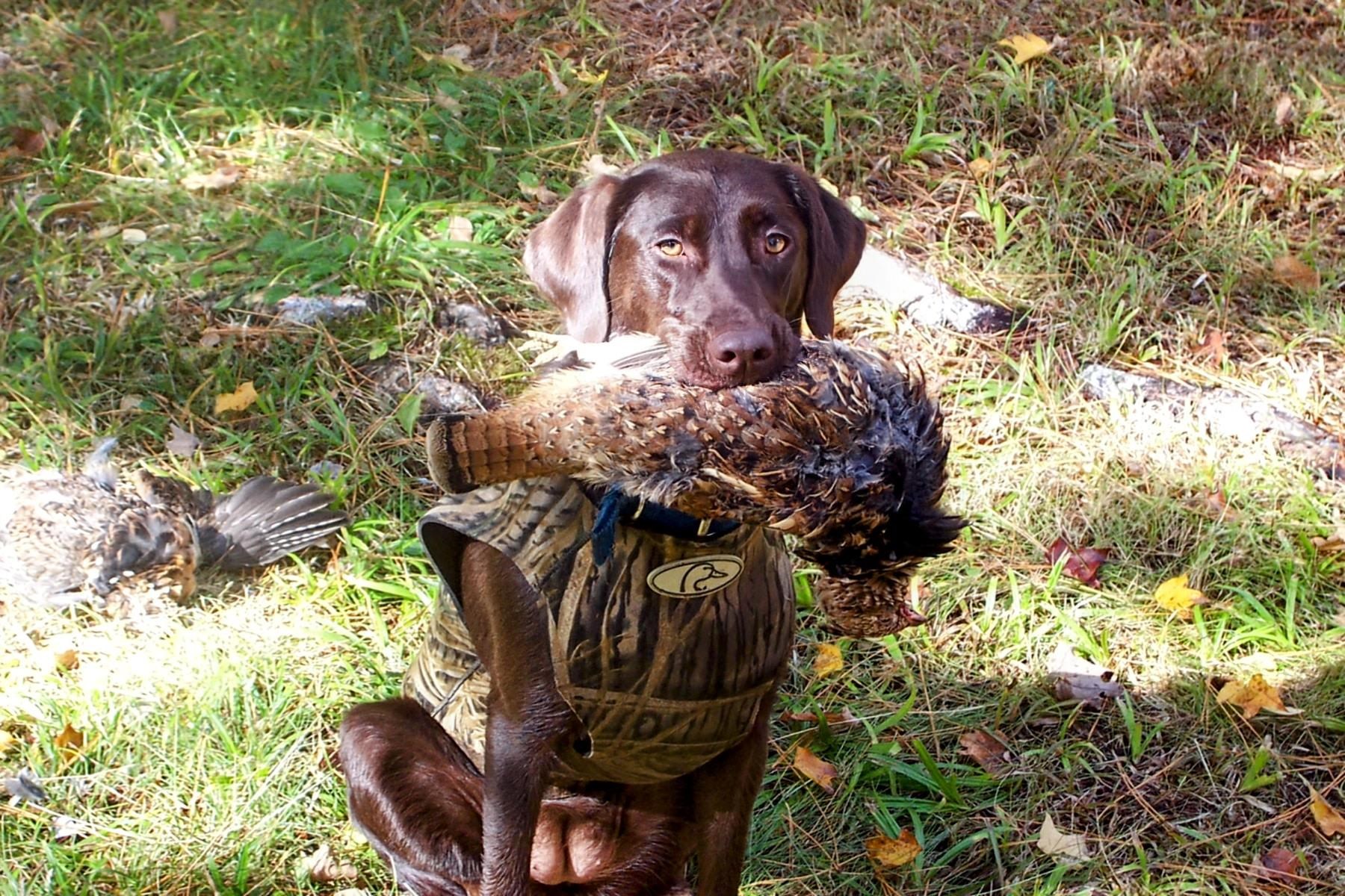 Trailcam