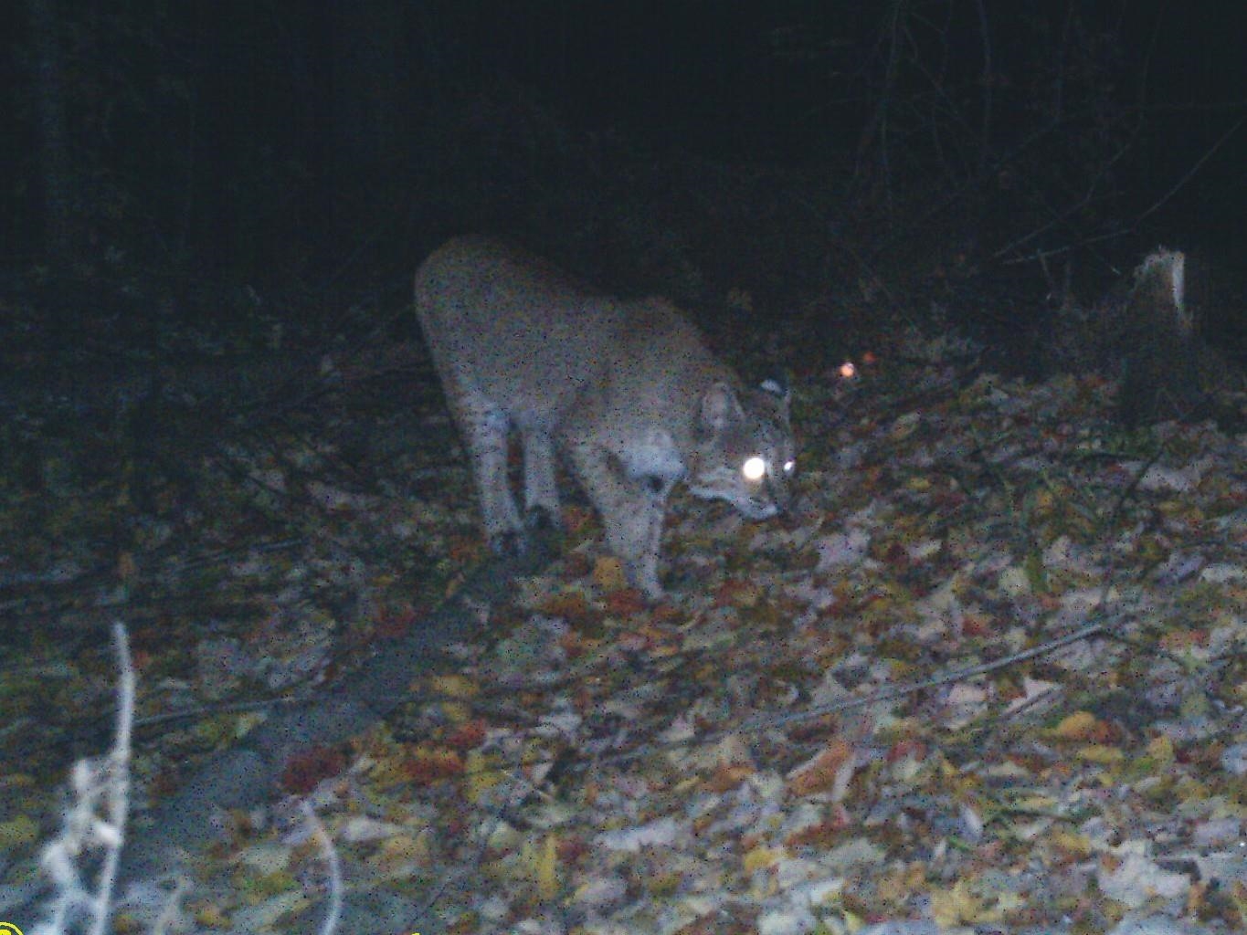 Trailcam
