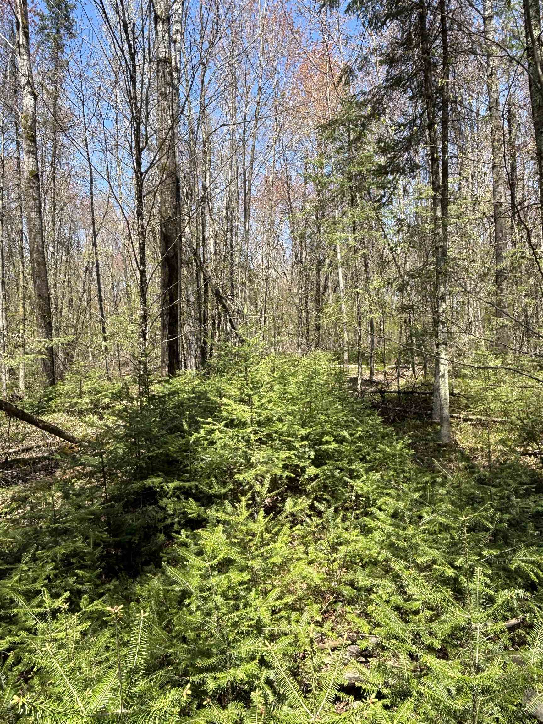 VASCHEAU ROAD, Merrill, Wisconsin 54452, ,Land,For Sale,VASCHEAU ROAD,22602030