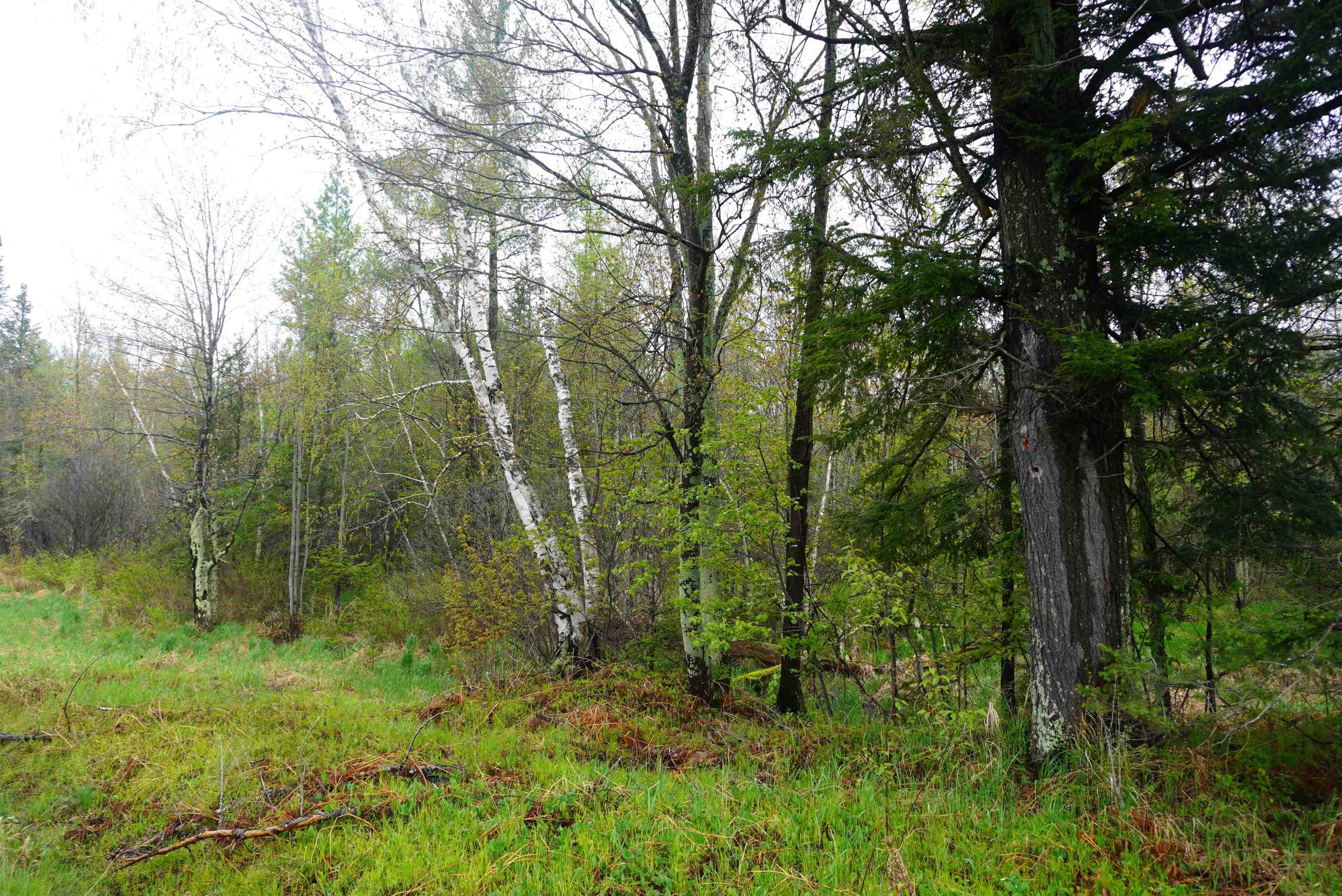 20 Acres S COUNTY ROAD X, Gleason, Wisconsin 54435, ,Land,For Sale,20 Acres S COUNTY ROAD X,22602179