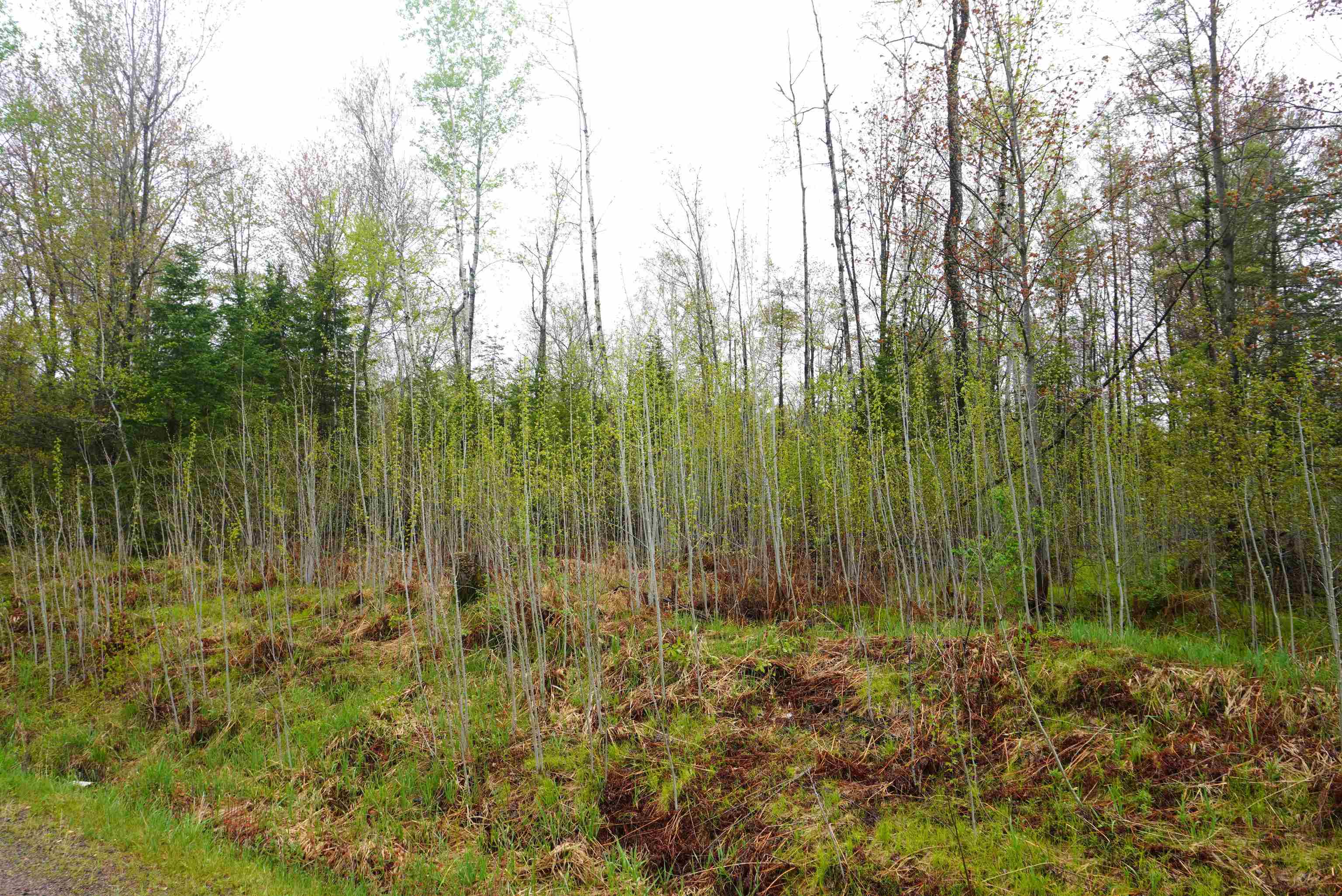 20 Acres N COUNTY ROAD X, Gleason, Wisconsin 54435, ,Land,For Sale,20 Acres N COUNTY ROAD X,22602181