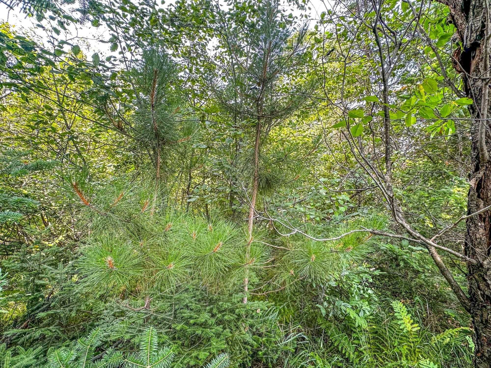 3 acres on DARLAKS BAY ROAD, Phillips, Wisconsin 54555, ,Land,For Sale,3 acres on DARLAKS BAY ROAD,22602215