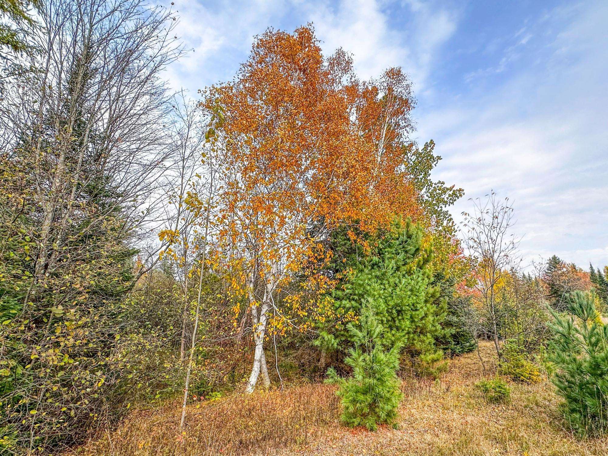3 acres on DARLAKS BAY ROAD, Phillips, Wisconsin 54555, ,Land,For Sale,3 acres on DARLAKS BAY ROAD,22602215