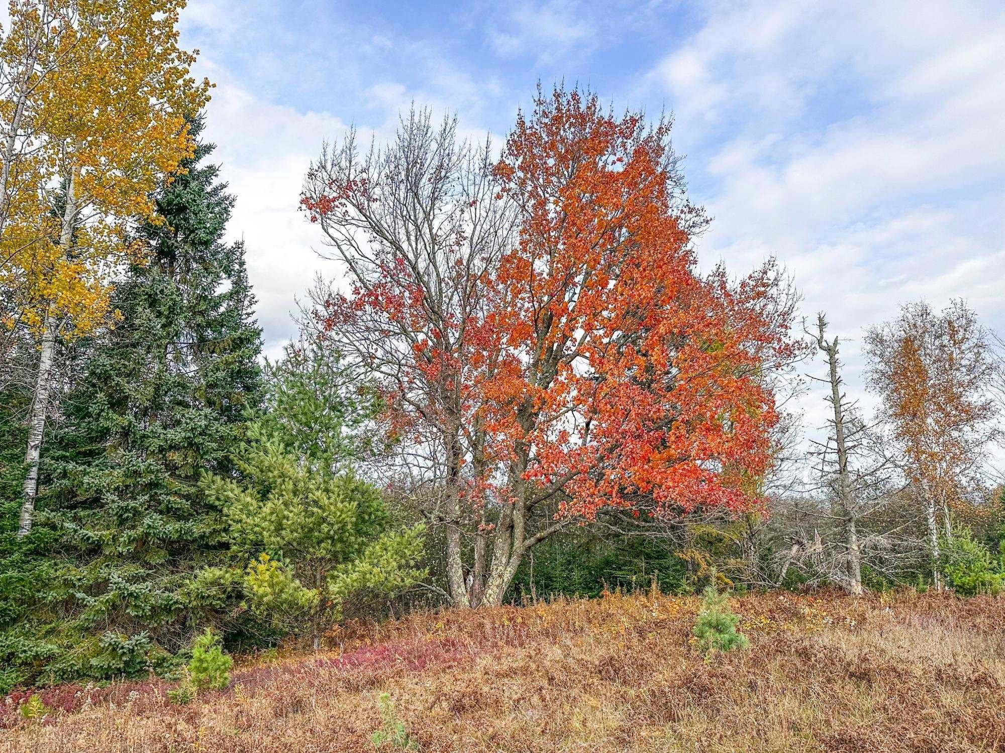 3 acres on DARLAKS BAY ROAD, Phillips, Wisconsin 54555, ,Land,For Sale,3 acres on DARLAKS BAY ROAD,22602215