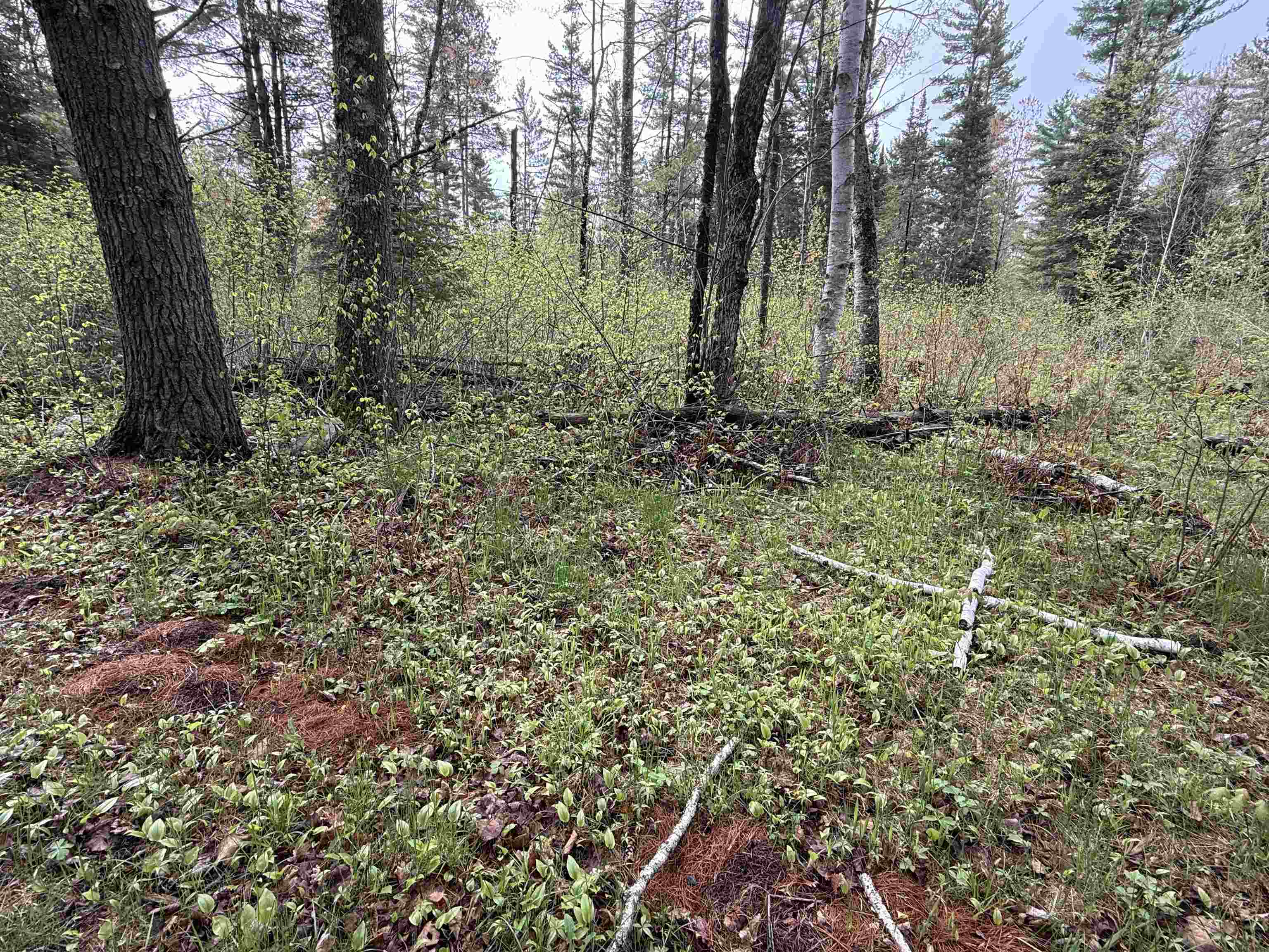On BEARSKULL ROAD, Park Falls, Wisconsin 54552, ,Land,For Sale,On BEARSKULL ROAD,22602231