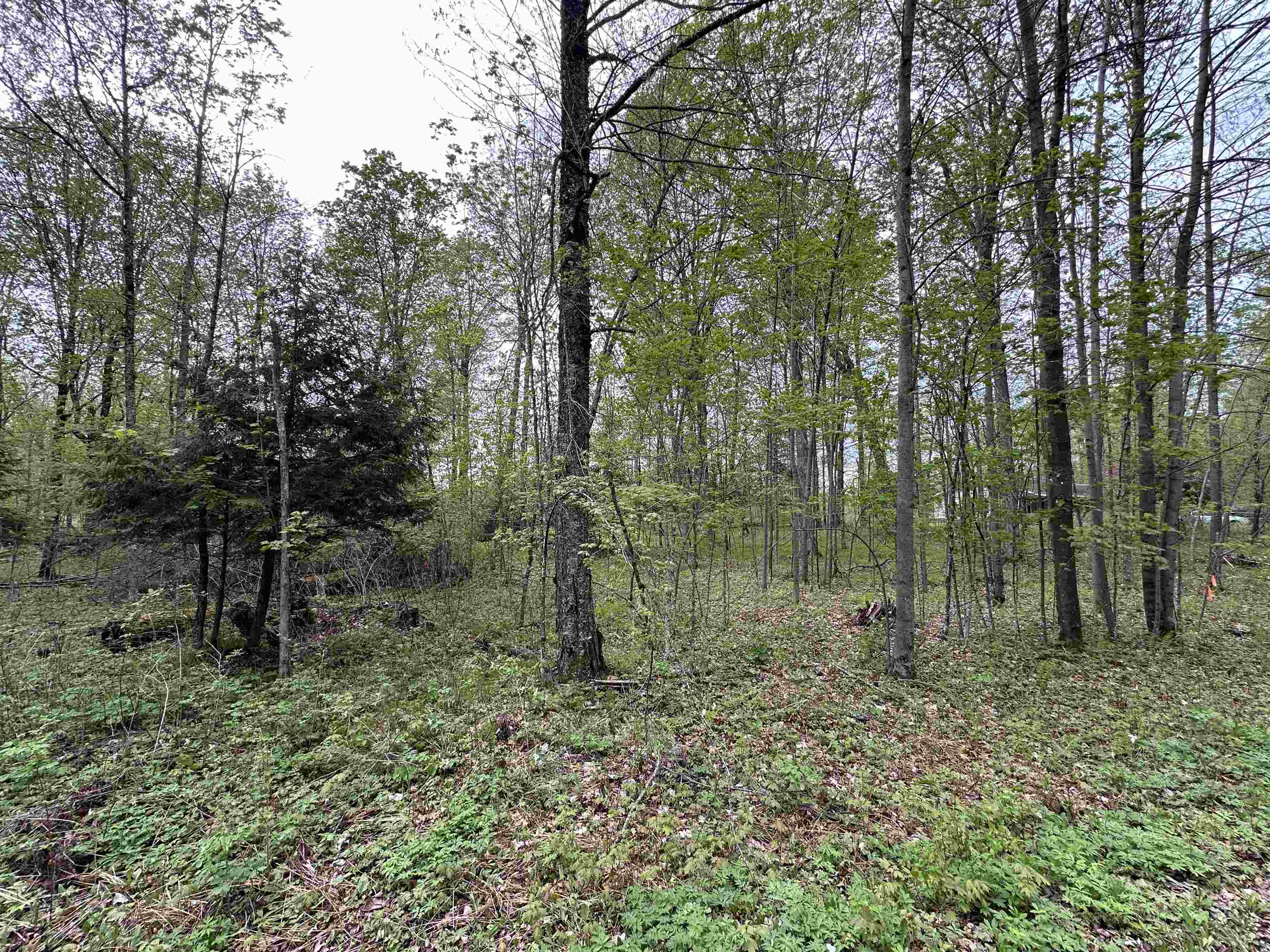 Lot 61 CHIP N DALE DRIVE, Pickerel, Wisconsin 54465, ,Land,For Sale,Lot 61 CHIP N DALE DRIVE,22602238