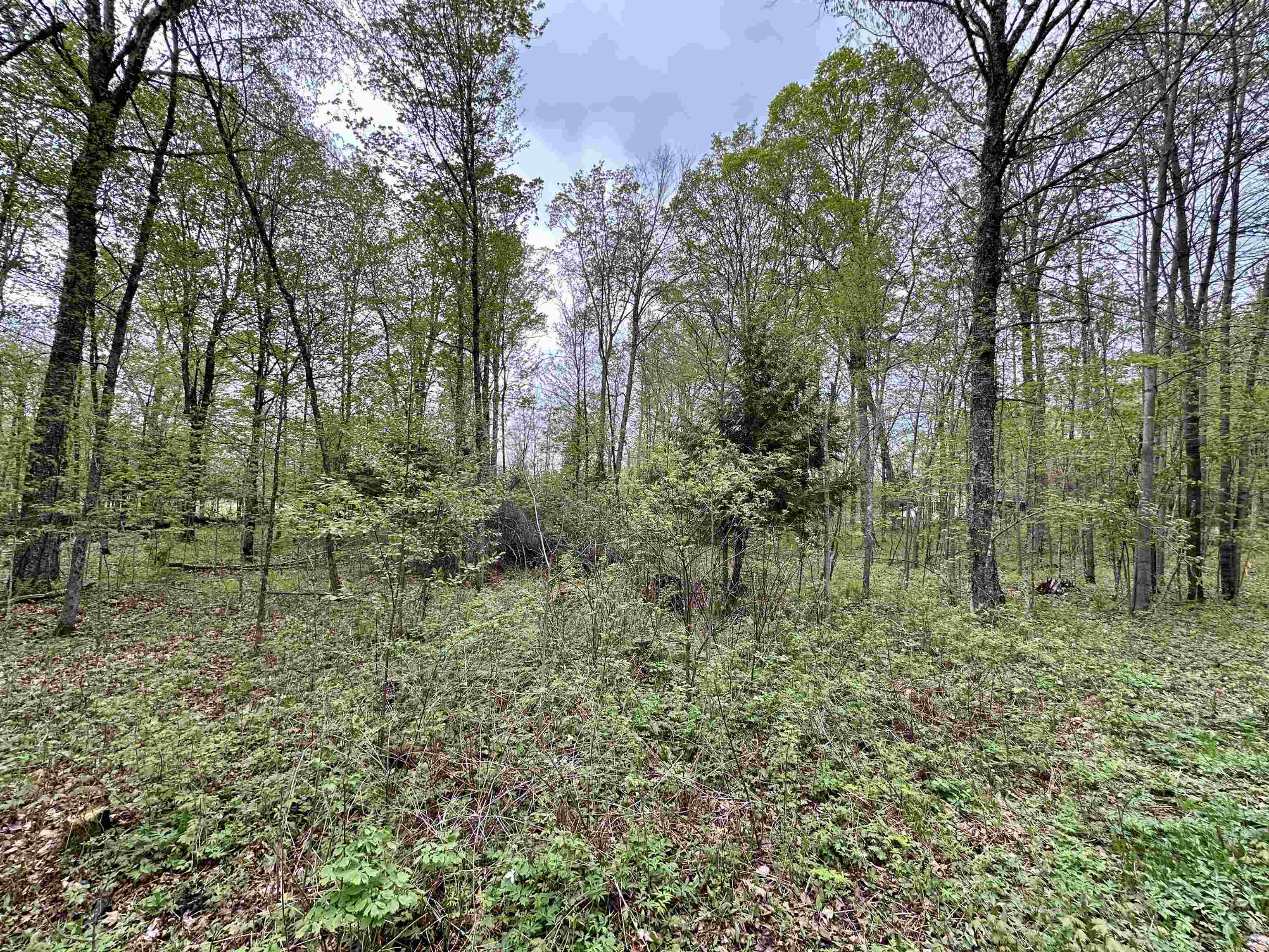 Lot 61 CHIP N DALE DRIVE, Pickerel, Wisconsin 54465, ,Land,For Sale,Lot 61 CHIP N DALE DRIVE,22602238