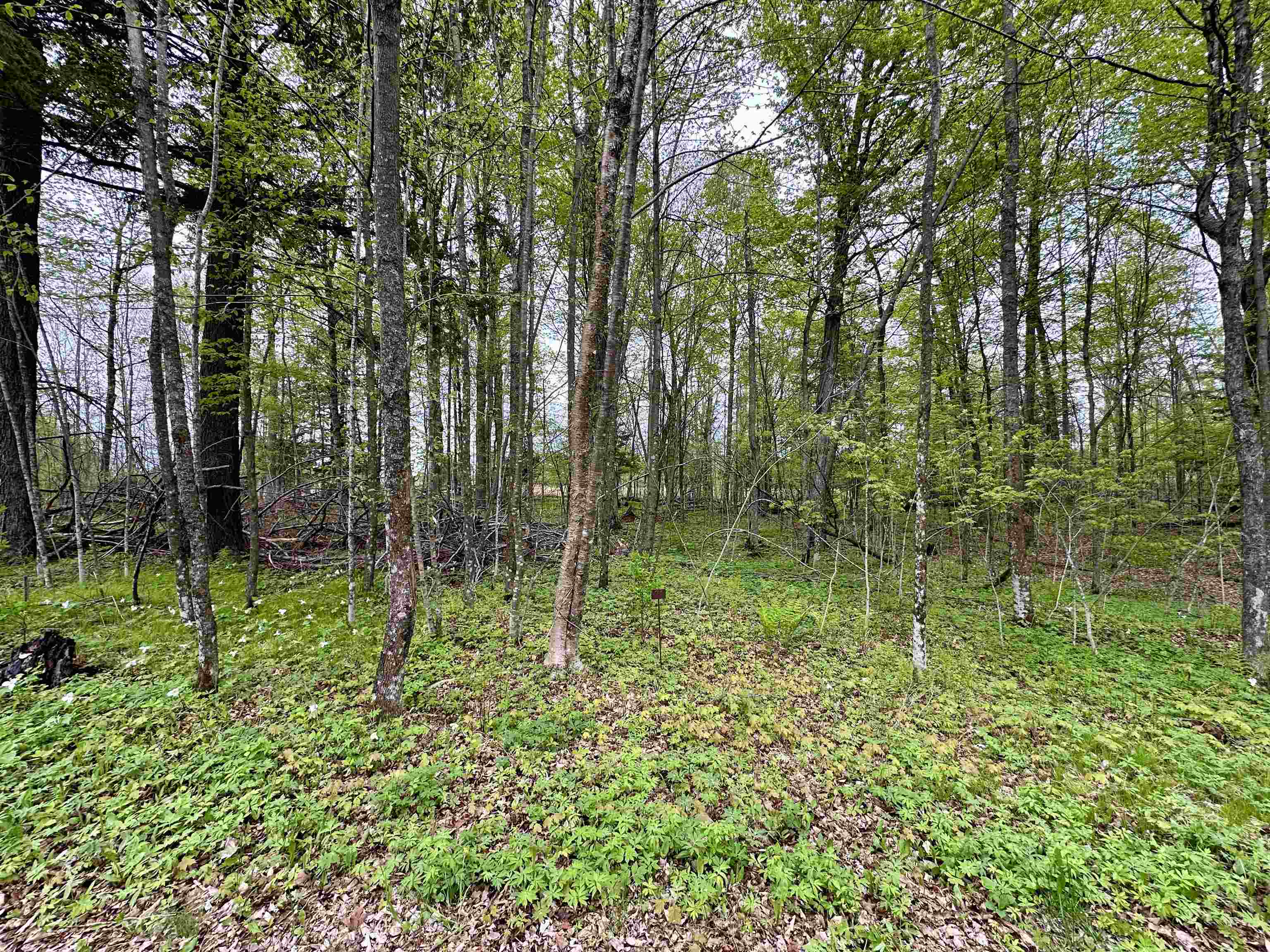 Lot 36 FAIRWAY DRIVE, Pickerel, Wisconsin 54465, ,Land,For Sale,Lot 36 FAIRWAY DRIVE,22602239