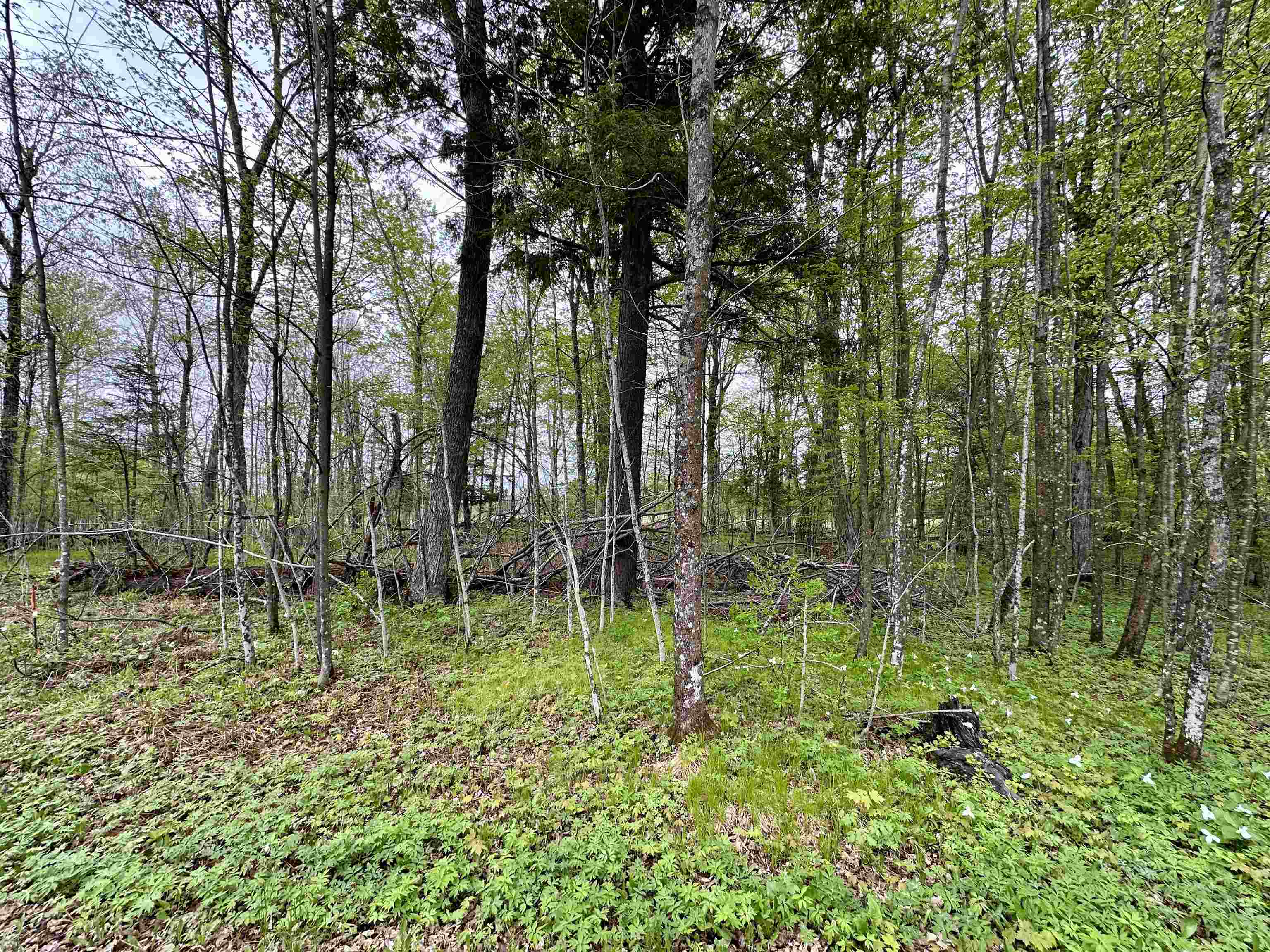Lot 36 FAIRWAY DRIVE, Pickerel, Wisconsin 54465, ,Land,For Sale,Lot 36 FAIRWAY DRIVE,22602239