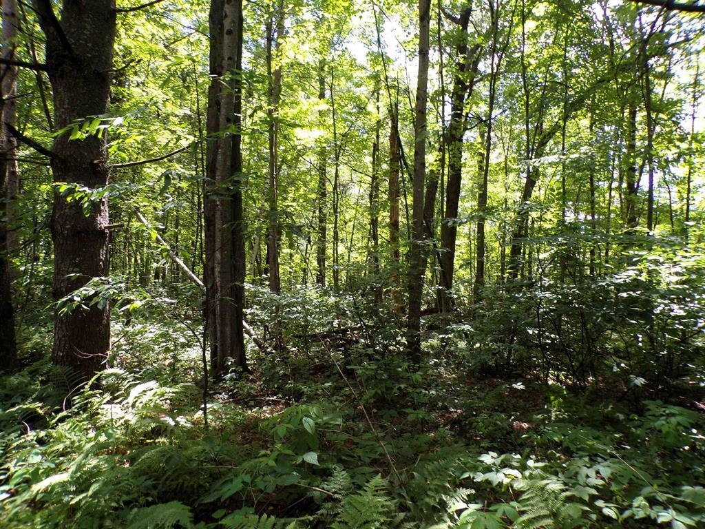 W11515 STATE HIGHWAY 95, ALMA CENTER, Wisconsin 54611, 2 Bedrooms Bedrooms, ,1 BathroomBathrooms,Residential,For Sale,W11515 STATE HIGHWAY 95,22602241