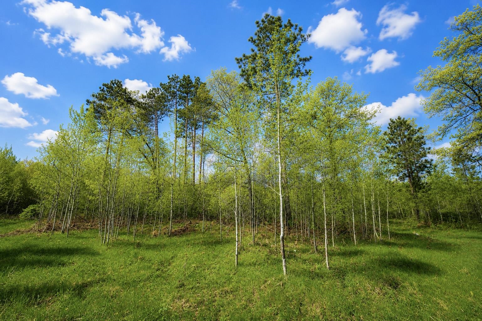 0000 WOODSMOKE ROAD, Wausau, Wisconsin 54401, ,Land,For Sale,0000 WOODSMOKE ROAD,22602249