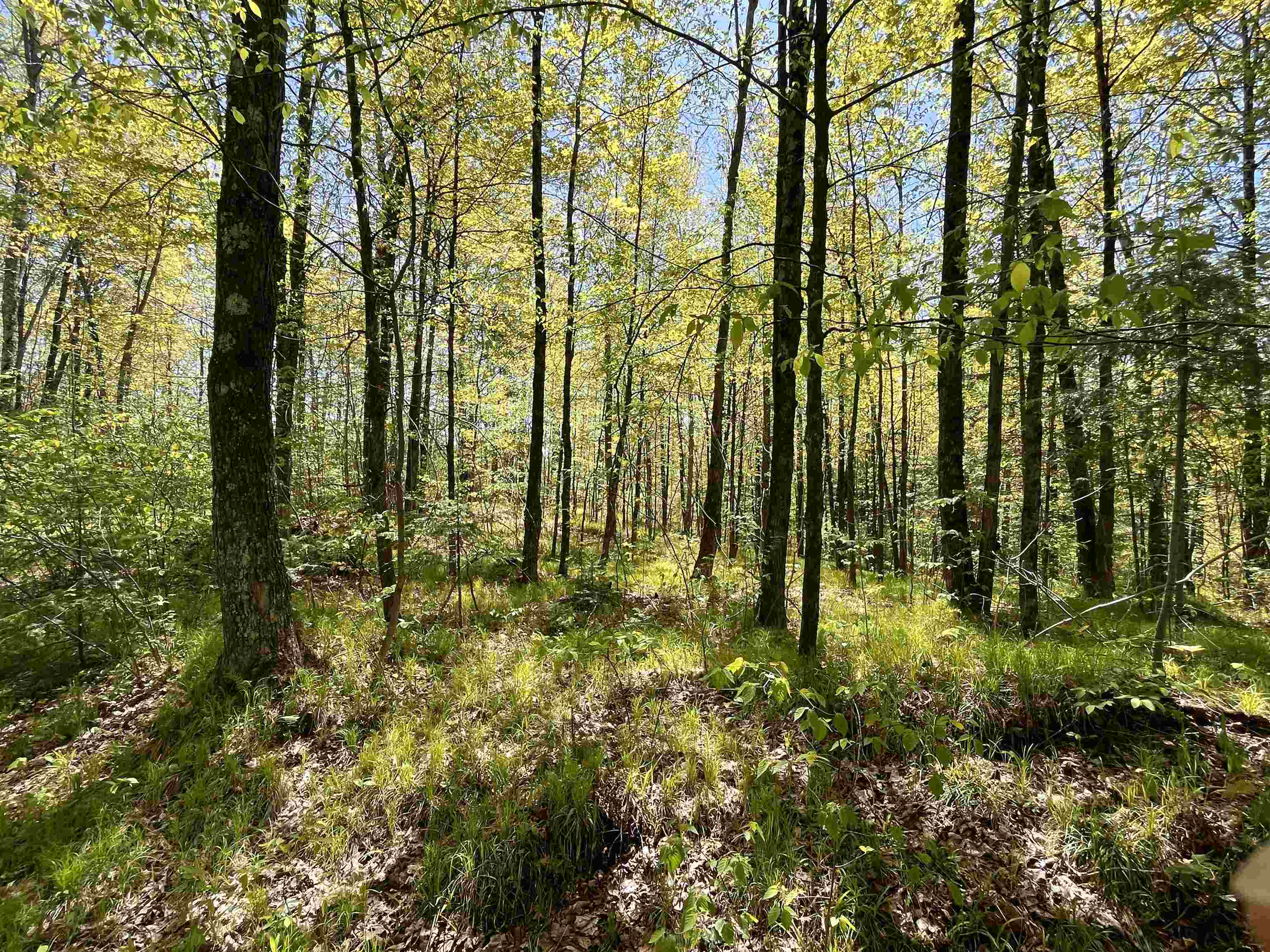 80 acres CLAUSEN ROAD, Prentice, Wisconsin 54556, ,Land,For Sale,80 acres CLAUSEN ROAD,22602269
