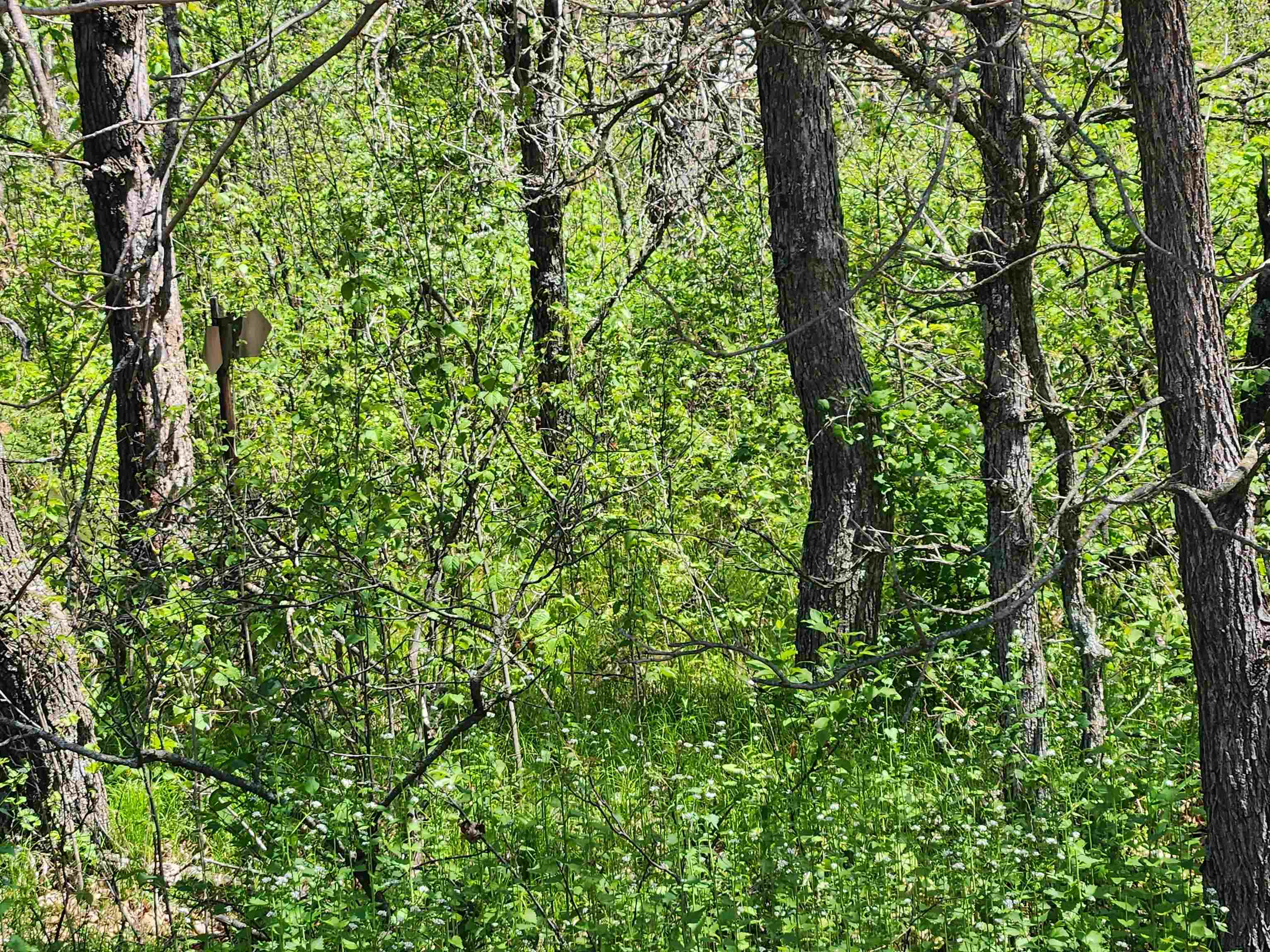 2914 OAK AVENUE, Grand Marsh, Wisconsin 53936, ,Land,For Sale,2914 OAK AVENUE,22602281