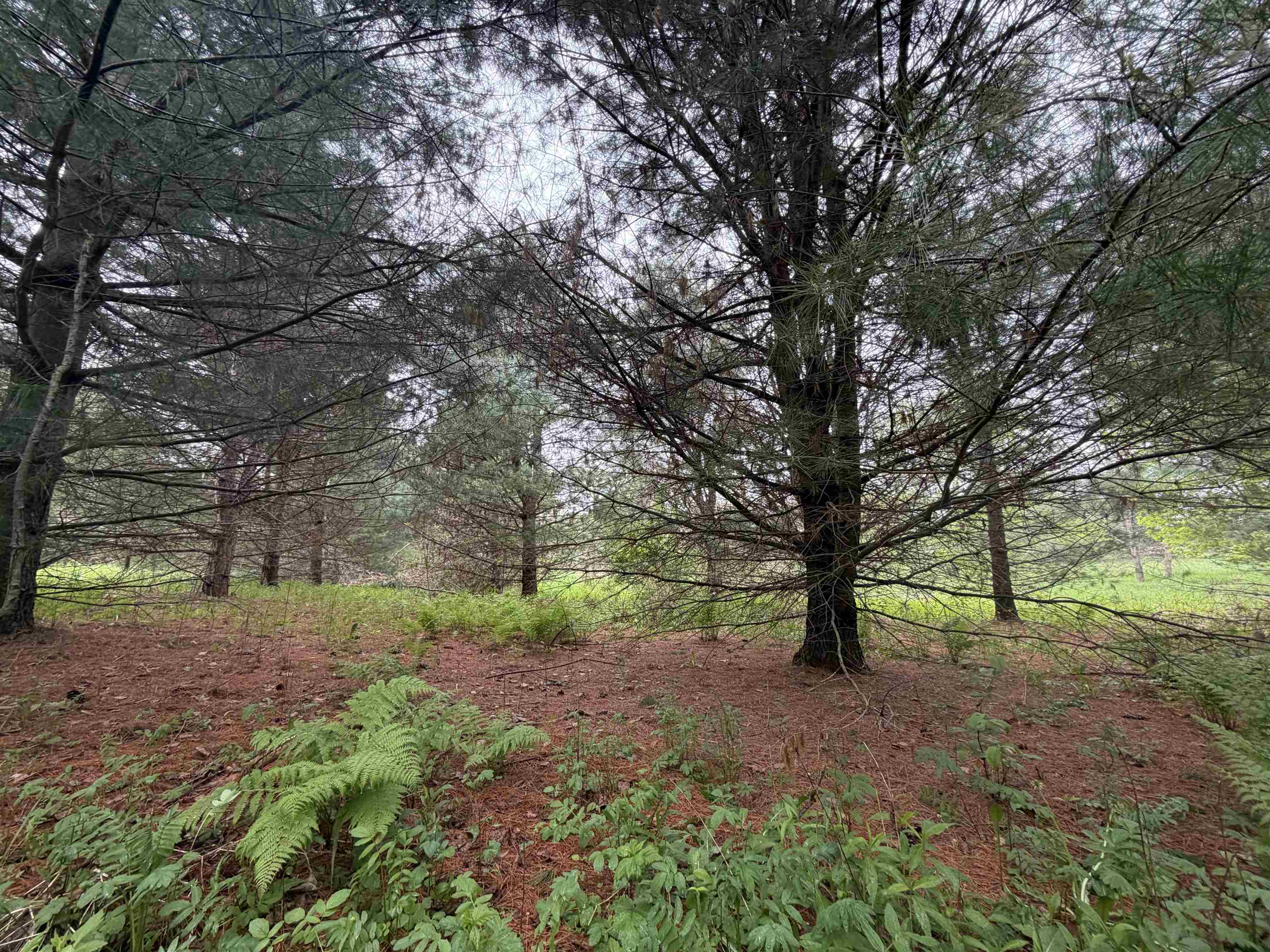 5755 350TH STREET, Stanley, Wisconsin 54768, ,Land,For Sale,5755 350TH STREET,22602344