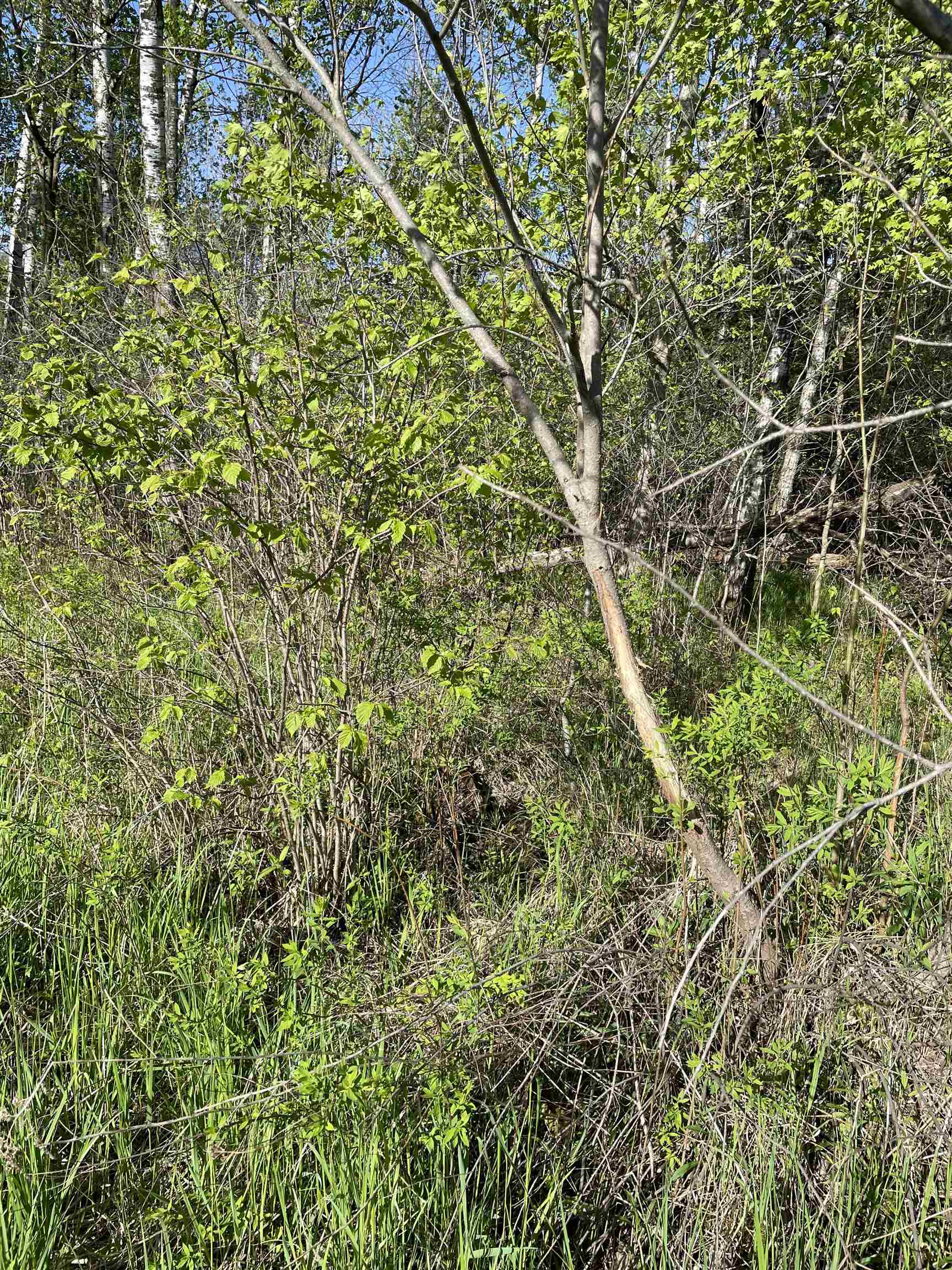 10773 COUNTY ROAD K, AUBURN, Wisconsin 54412, ,Land,For Sale,10773 COUNTY ROAD K,22602569