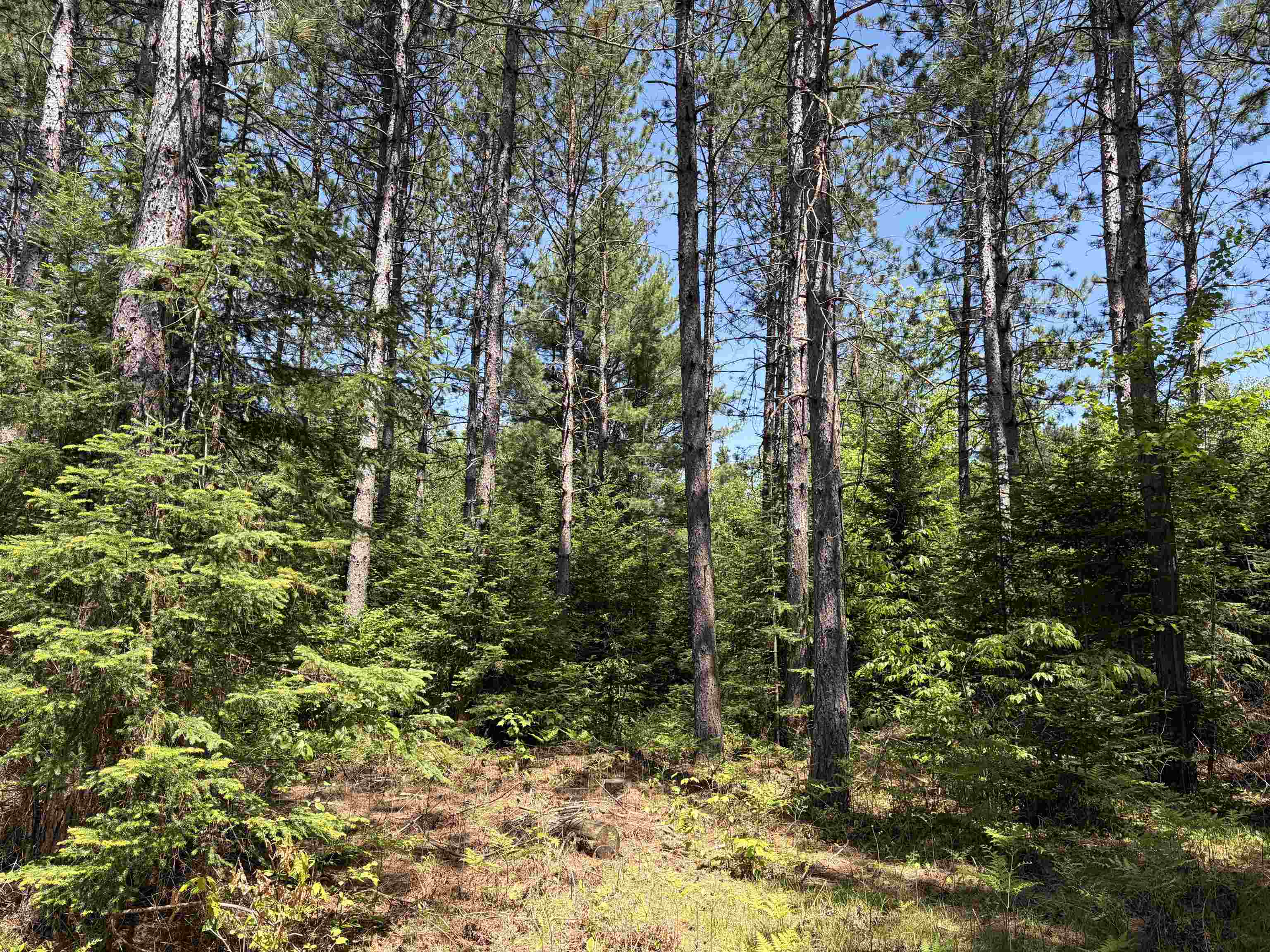 On WILSON SCHOOL ROAD, Tomahawk, Wisconsin 54487, ,Land,For Sale,On WILSON SCHOOL ROAD,22602637
