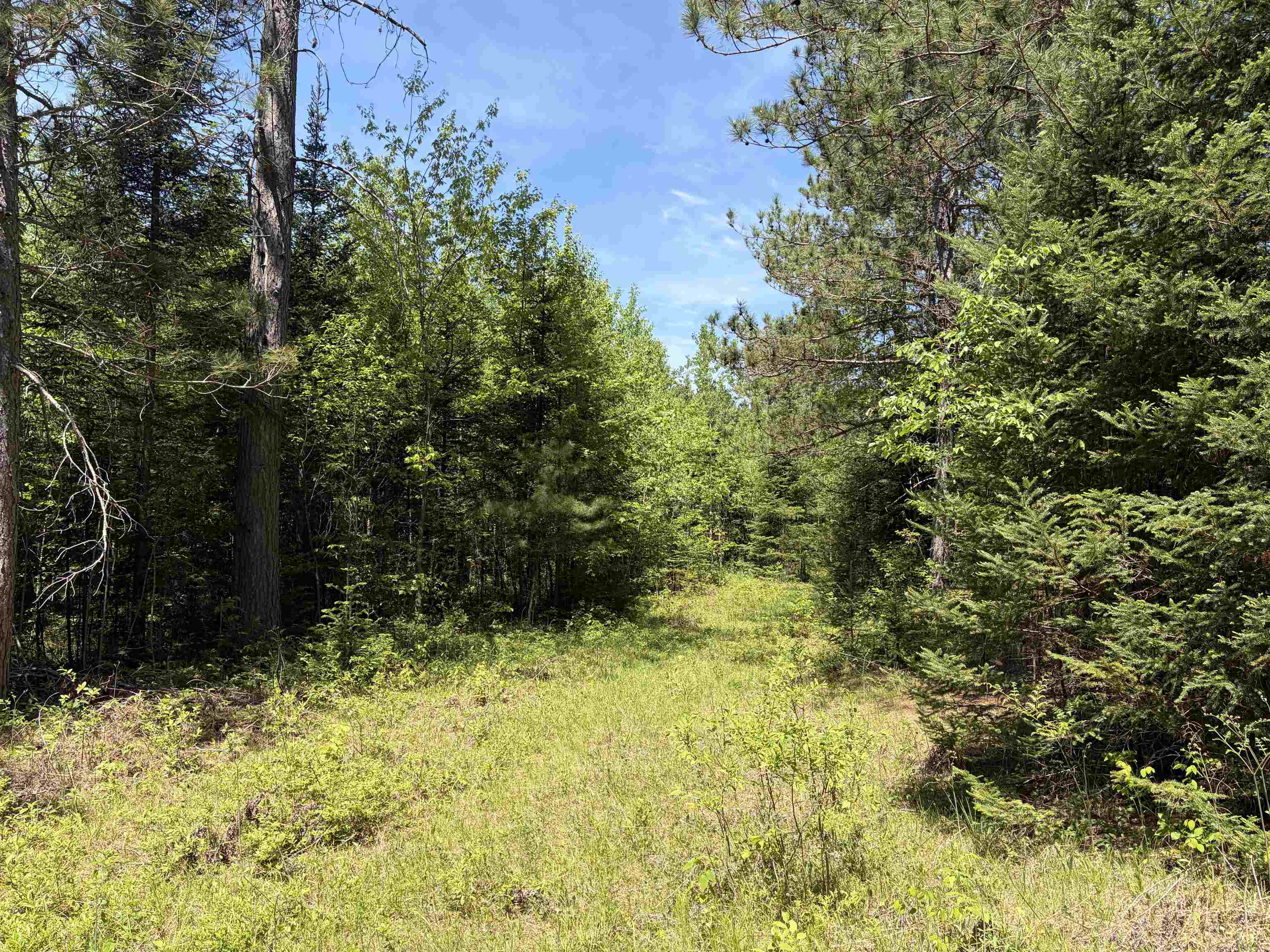 On WILSON SCHOOL ROAD, Tomahawk, Wisconsin 54487, ,Land,For Sale,On WILSON SCHOOL ROAD,22602637