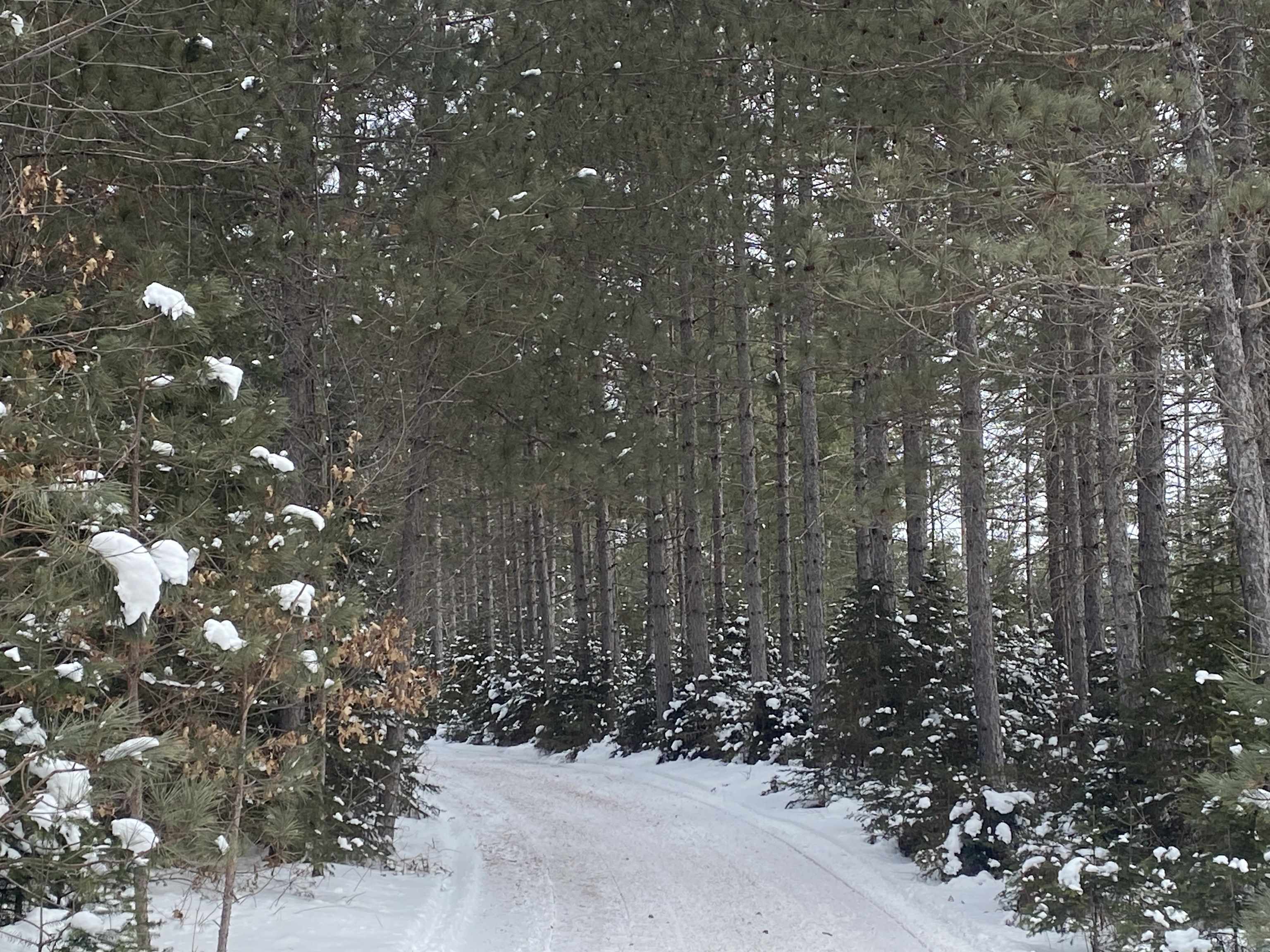 On WILSON SCHOOL ROAD, Tomahawk, Wisconsin 54487, ,Land,For Sale,On WILSON SCHOOL ROAD,22602637