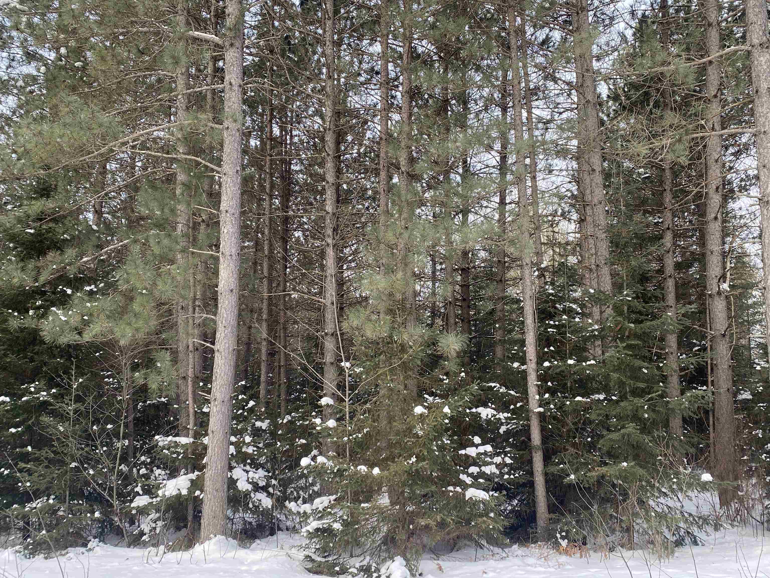 On WILSON SCHOOL ROAD, Tomahawk, Wisconsin 54487, ,Land,For Sale,On WILSON SCHOOL ROAD,22602637