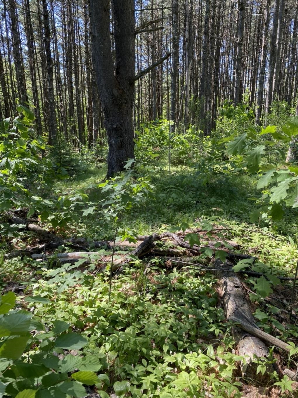 Lot 10, 11, 12, 13 ROCKWOOD DRIVE, Minocqua, Wisconsin 54548, ,Land,For Sale,Lot 10,11,12,13 ROCKWOOD DRIVE,22602664