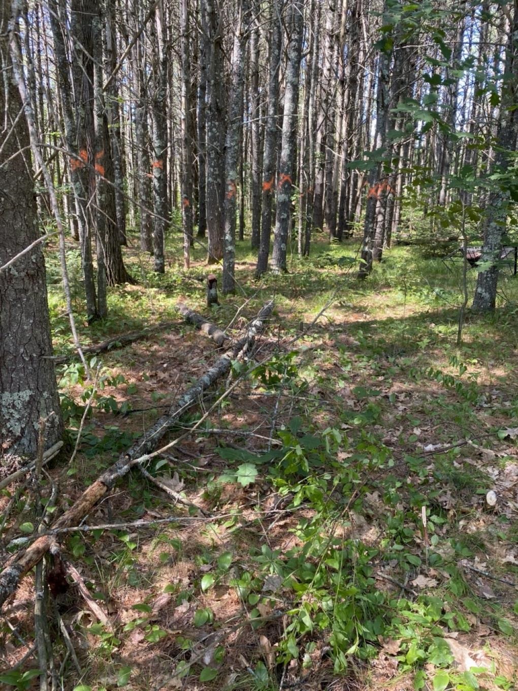 Lot 10, 11, 12, 13 ROCKWOOD DRIVE, Minocqua, Wisconsin 54548, ,Land,For Sale,Lot 10,11,12,13 ROCKWOOD DRIVE,22602664