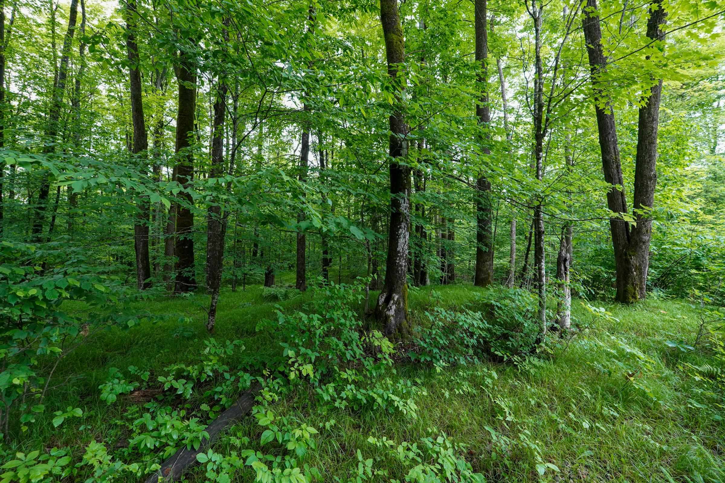 N8865 FOREST EDGE ROAD, Westboro, Wisconsin 54490, 1 Bedroom Bedrooms, ,1 BathroomBathrooms,Residential,For Sale,N8865 FOREST EDGE ROAD,22602699