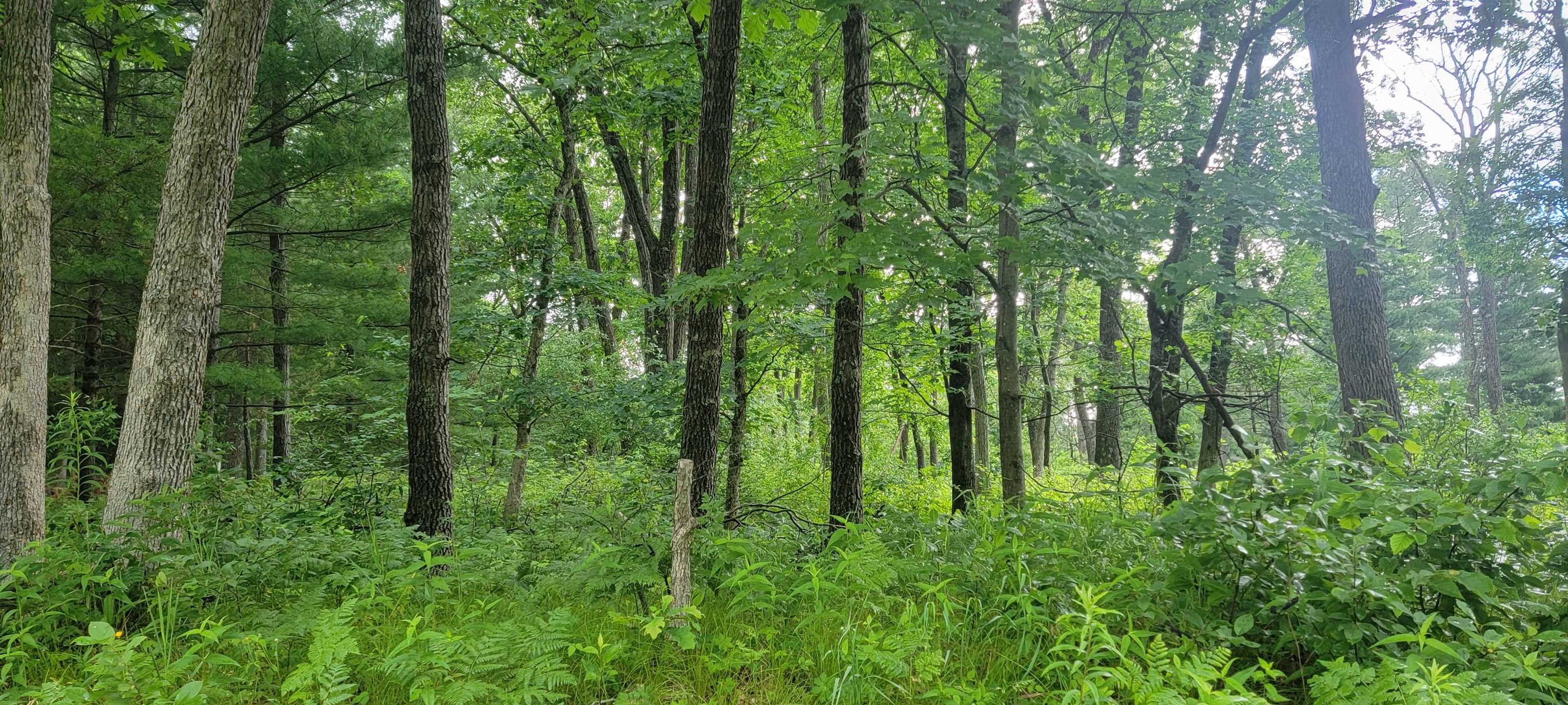 2978 6TH AVENUE, Grand Marsh, Wisconsin 53936, ,Land,For Sale,2978 6TH AVENUE,22603441