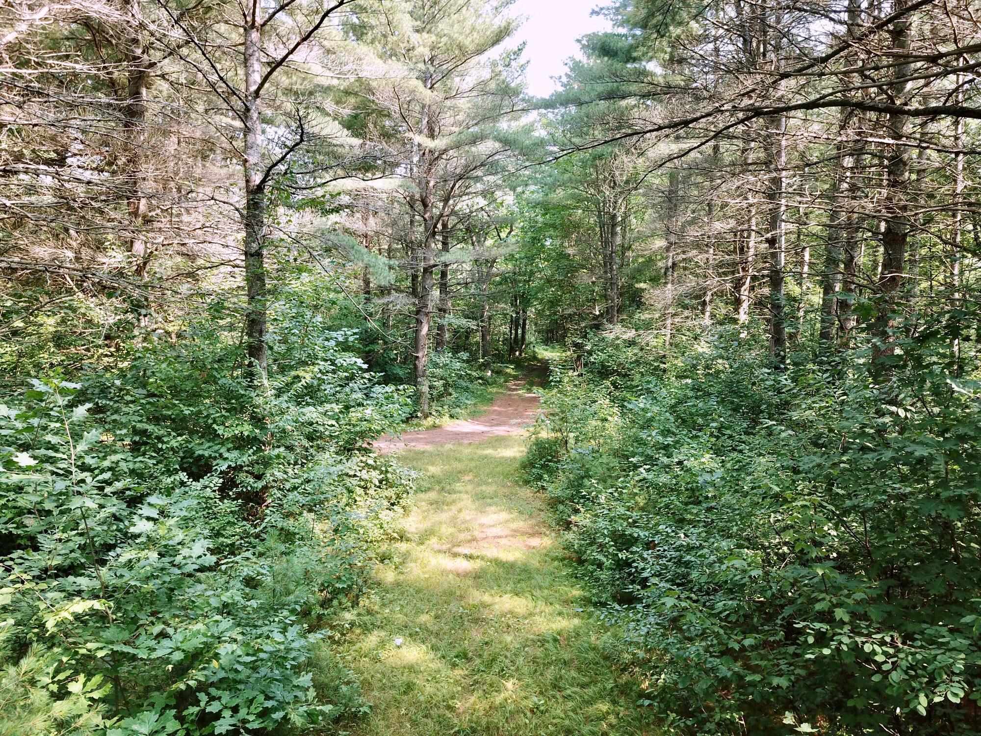 On OAK RIDGE ROAD, Harshaw, Wisconsin 54529, ,Land,For Sale,On OAK RIDGE ROAD,22603670