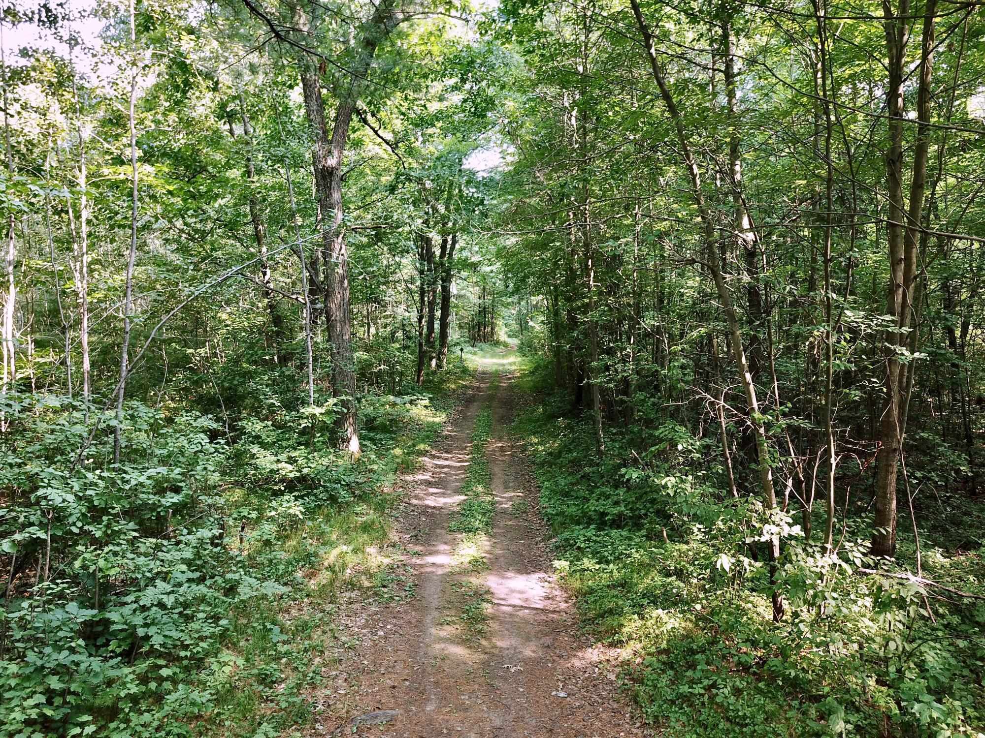 On OAK RIDGE ROAD, Harshaw, Wisconsin 54529, ,Land,For Sale,On OAK RIDGE ROAD,22603670