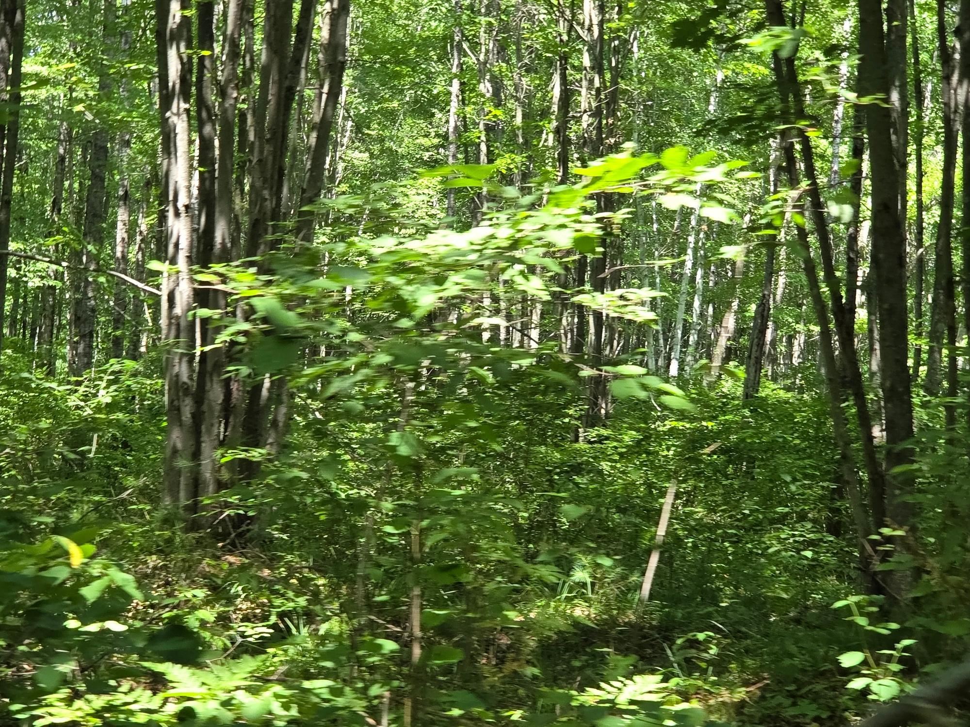 On OAK RIDGE ROAD, Harshaw, Wisconsin 54529, ,Land,For Sale,On OAK RIDGE ROAD,22603670