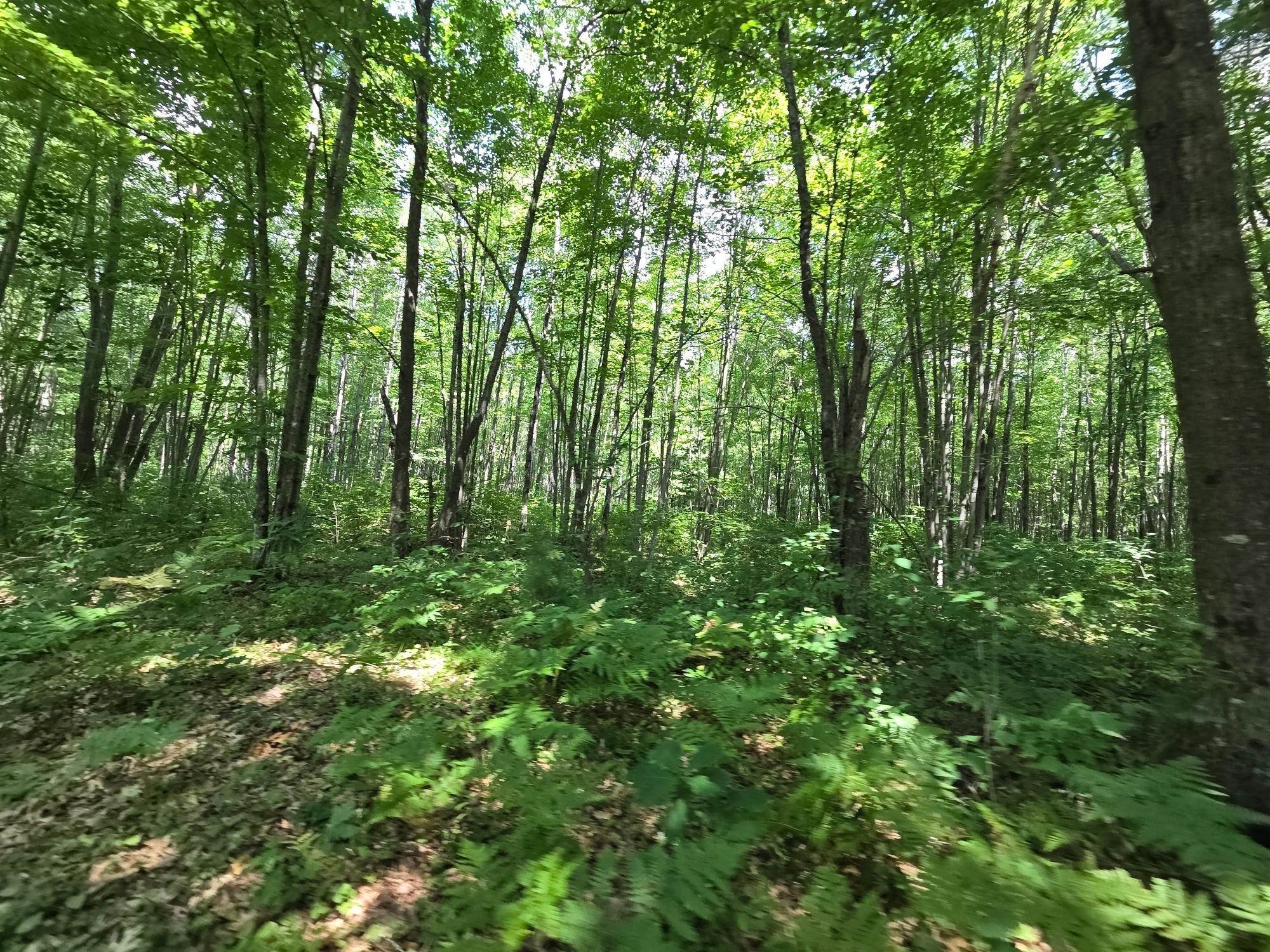 On OAK RIDGE ROAD, Harshaw, Wisconsin 54529, ,Land,For Sale,On OAK RIDGE ROAD,22603670