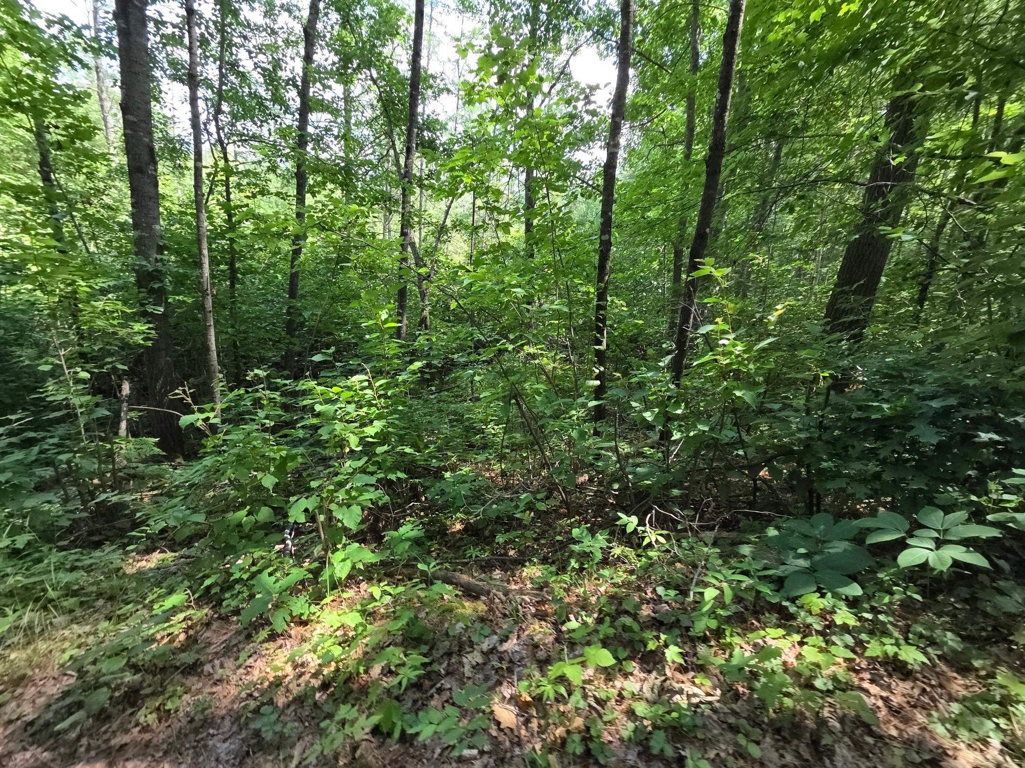 On OAK RIDGE ROAD, Harshaw, Wisconsin 54529, ,Land,For Sale,On OAK RIDGE ROAD,22603670