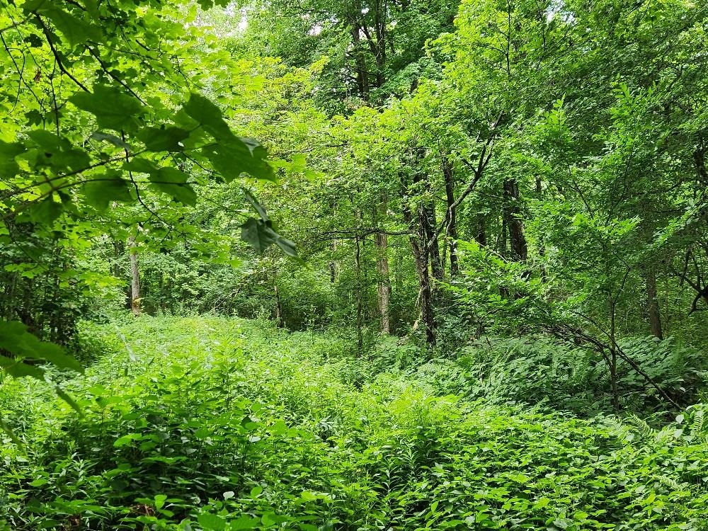 On DIETSCH ROAD, Athens, Wisconsin 54411, ,Land,For Sale,On DIETSCH ROAD,22603792