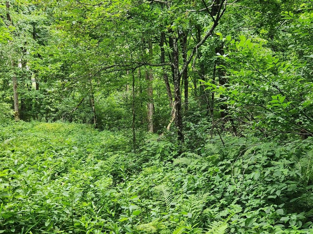 On DIETSCH ROAD, Athens, Wisconsin 54411, ,Land,For Sale,On DIETSCH ROAD,22603792