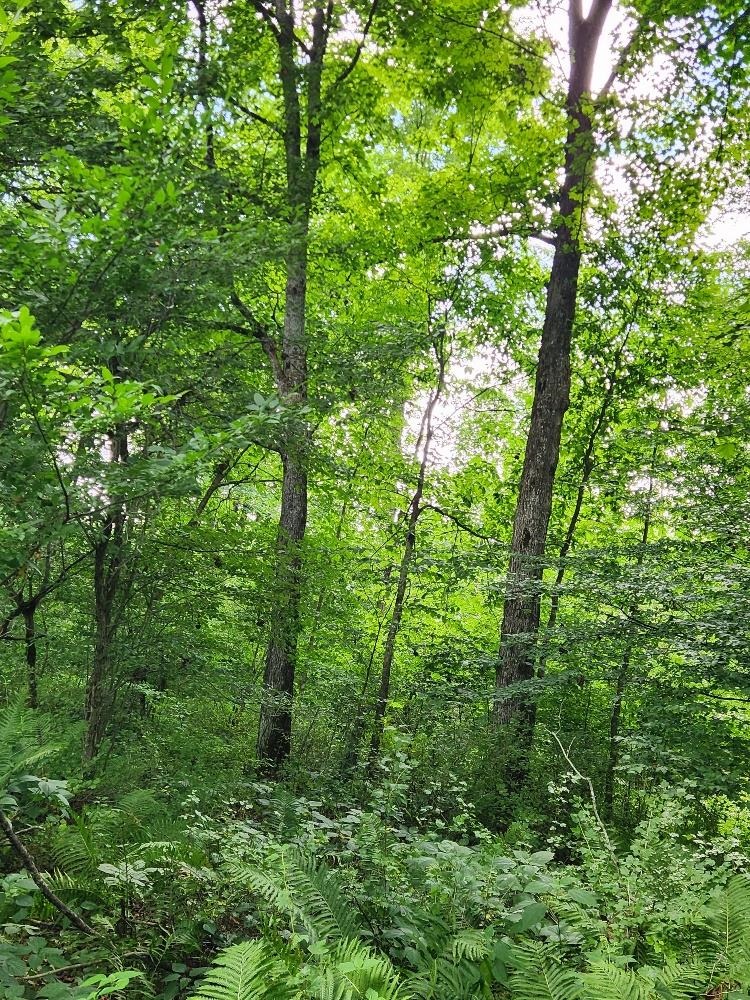On DIETSCH ROAD, Athens, Wisconsin 54411, ,Land,For Sale,On DIETSCH ROAD,22603792