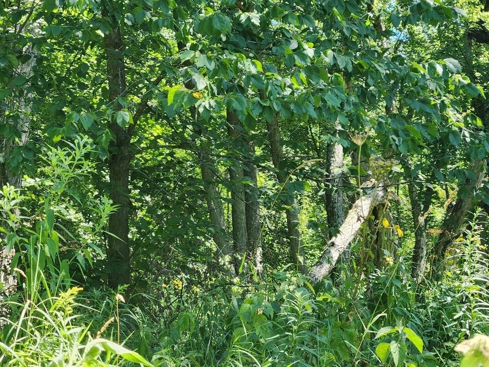 On DIETSCH ROAD, Athens, Wisconsin 54411, ,Land,For Sale,On DIETSCH ROAD,22603792