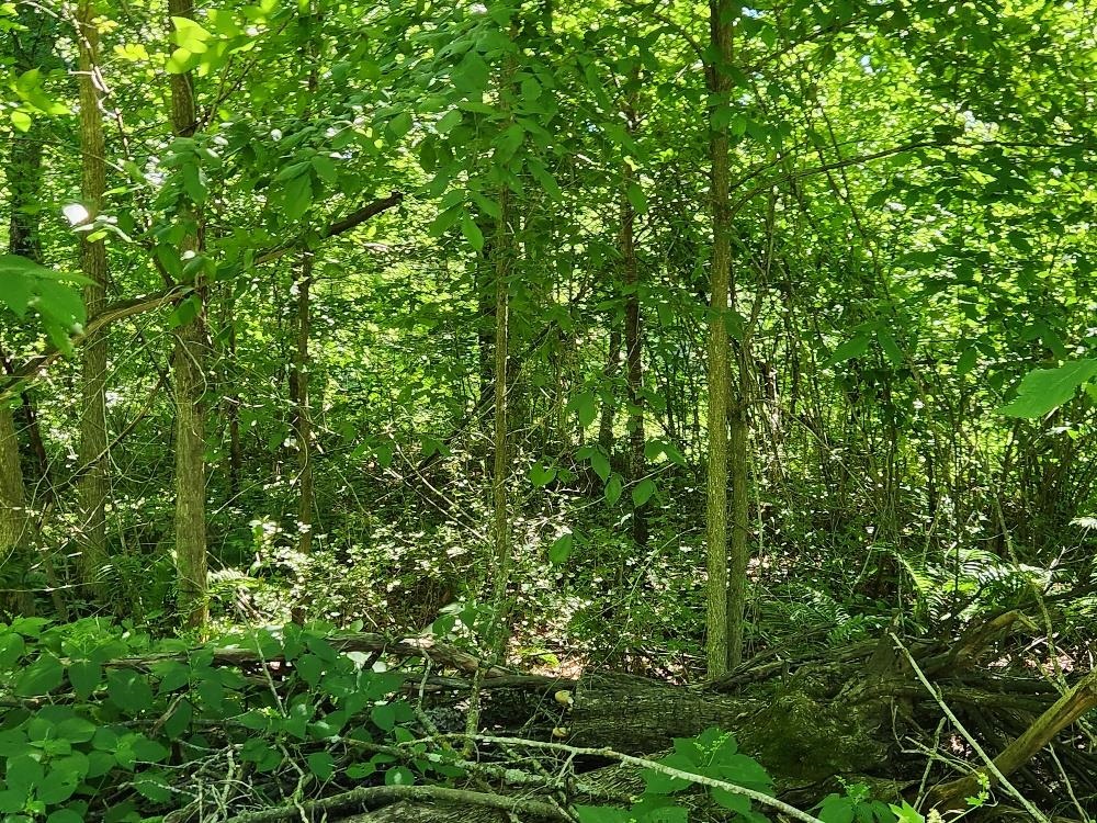 On DIETSCH ROAD, Athens, Wisconsin 54411, ,Land,For Sale,On DIETSCH ROAD,22603792