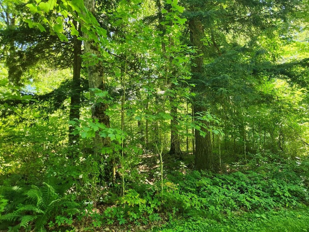 On DIETSCH ROAD, Athens, Wisconsin 54411, ,Land,For Sale,On DIETSCH ROAD,22603792