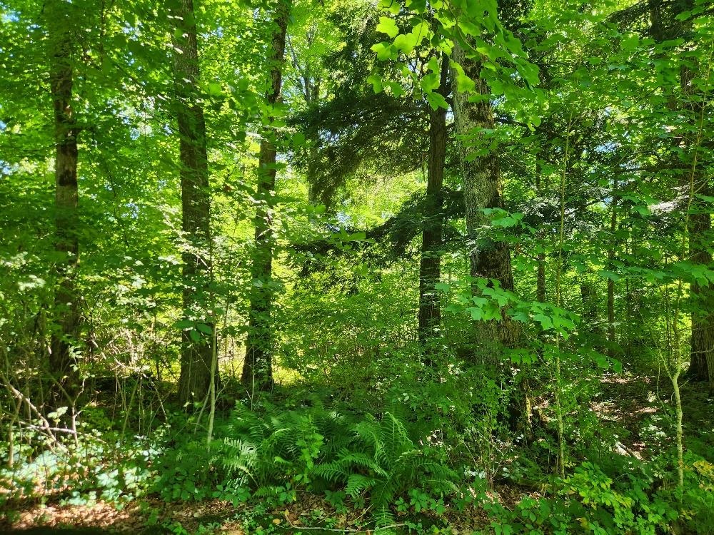 On DIETSCH ROAD, Athens, Wisconsin 54411, ,Land,For Sale,On DIETSCH ROAD,22603792
