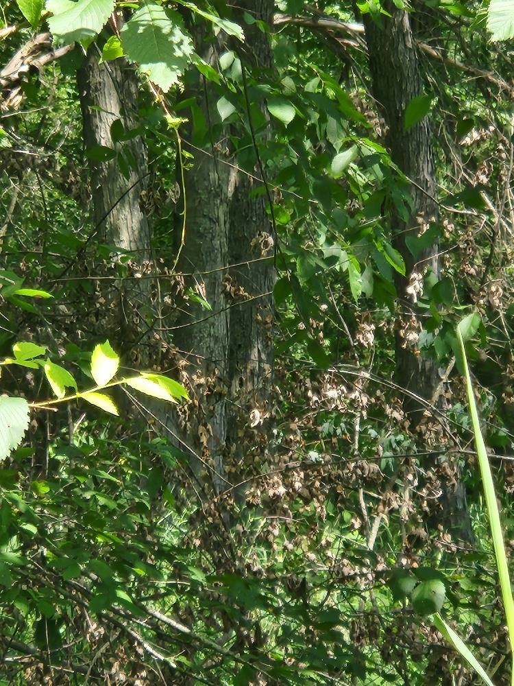 On DIETSCH ROAD, Athens, Wisconsin 54411, ,Land,For Sale,On DIETSCH ROAD,22603792