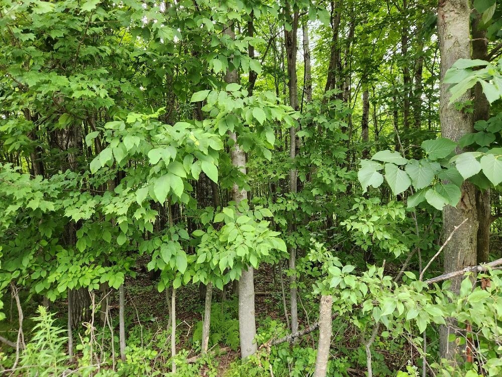 On DIETSCH ROAD, Athens, Wisconsin 54411, ,Land,For Sale,On DIETSCH ROAD,22603792