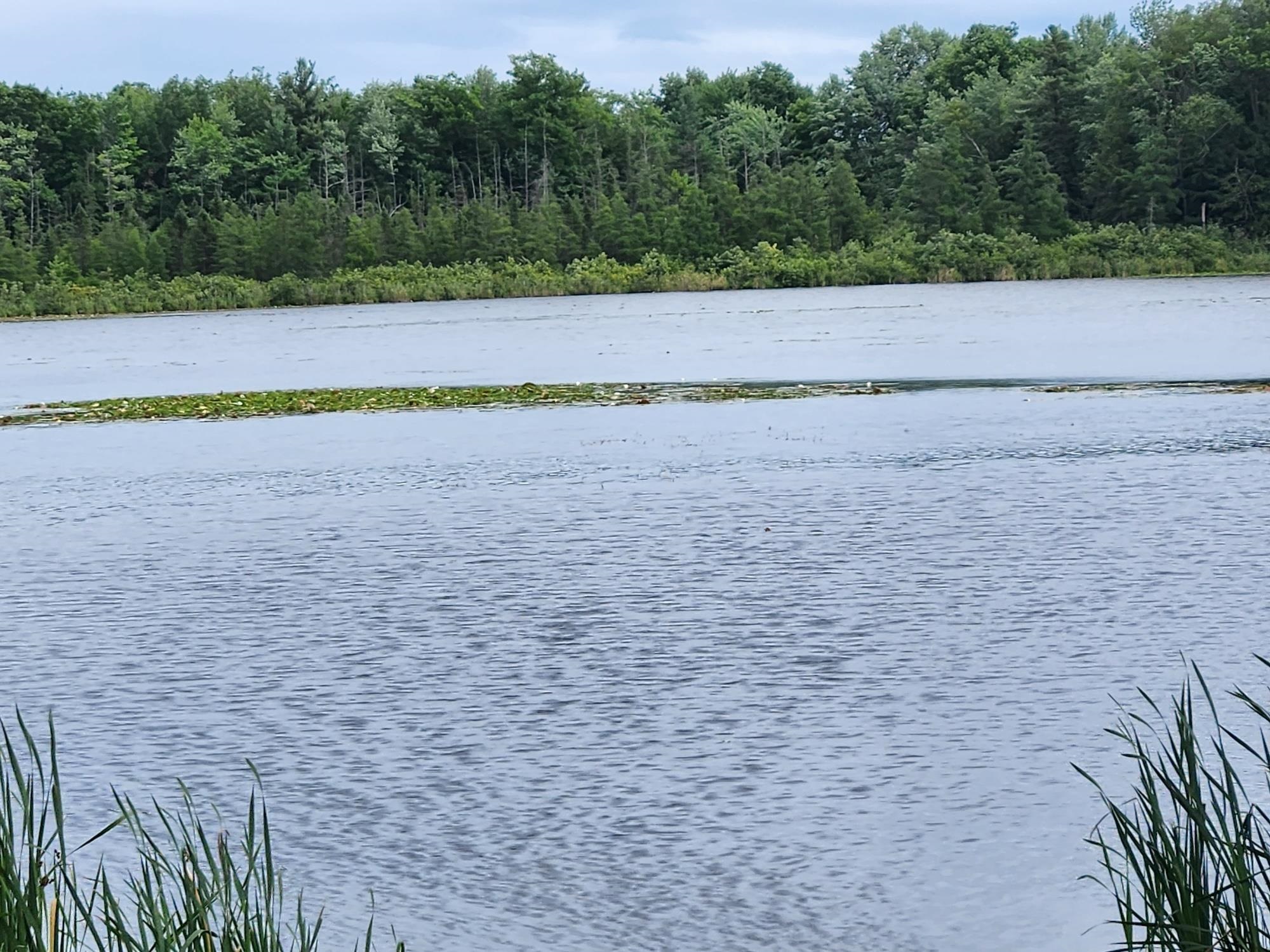On YENTER LANE, Wittenberg, Wisconsin 54499, ,Land,For Sale,On YENTER LANE,22603794