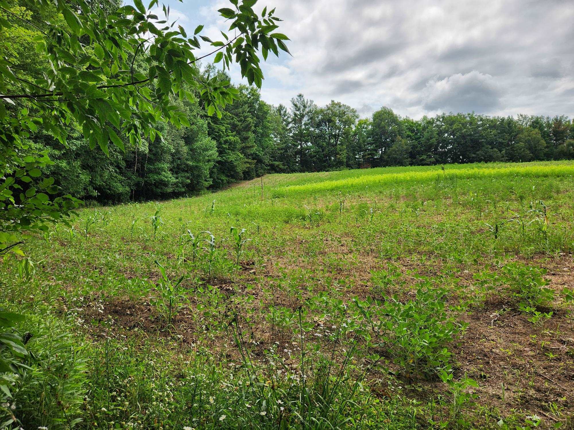 On YENTER LANE, Wittenberg, Wisconsin 54499, ,Land,For Sale,On YENTER LANE,22603794