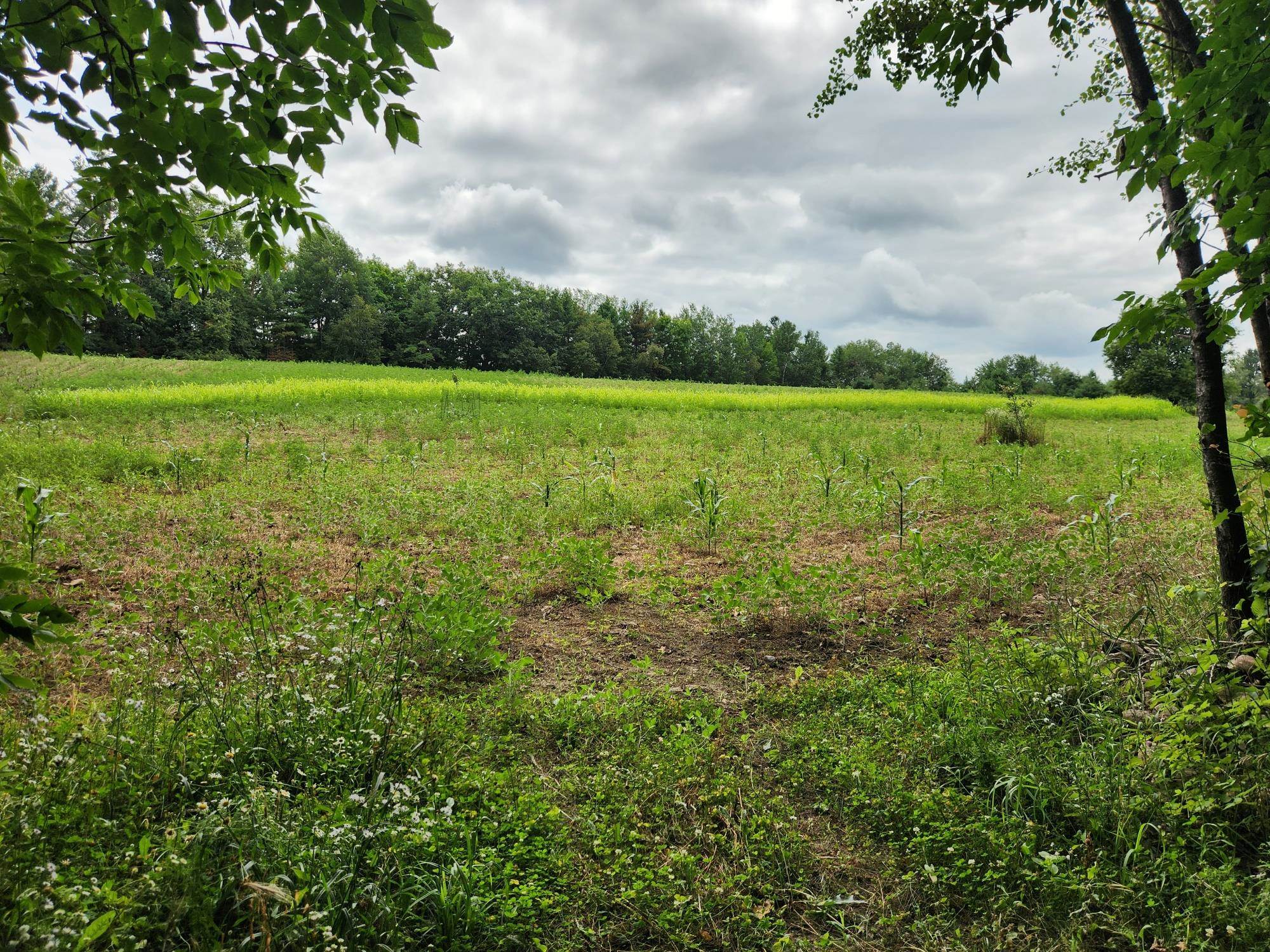 On YENTER LANE, Wittenberg, Wisconsin 54499, ,Land,For Sale,On YENTER LANE,22603794