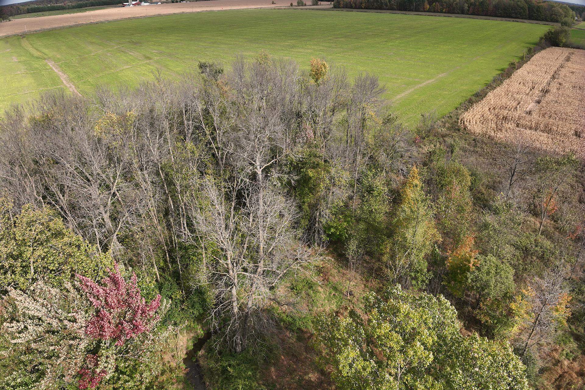 42.610 acres COUNTY ROAD O, Greenwood, Wisconsin 54437, ,Land,For Sale,42.610 acres COUNTY ROAD O,22603833