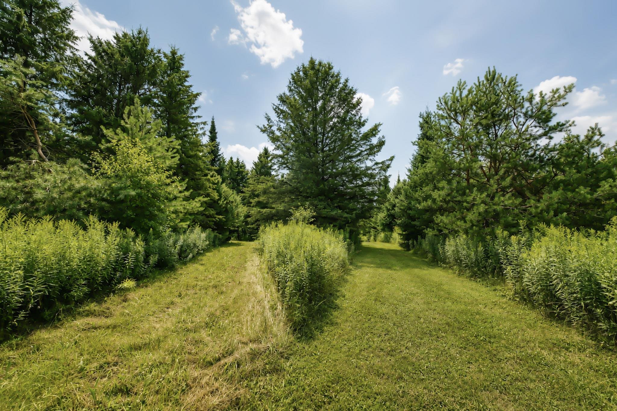00 STATE HIGHWAY 17, Merrill, Wisconsin 54452, ,Land,For Sale,00 STATE HIGHWAY 17,22603895