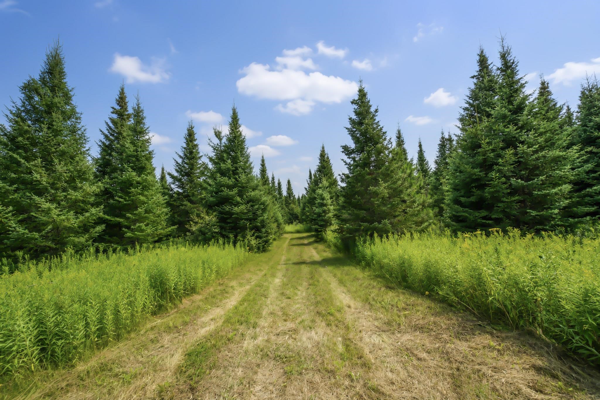 00 STATE HIGHWAY 17, Merrill, Wisconsin 54452, ,Land,For Sale,00 STATE HIGHWAY 17,22603895