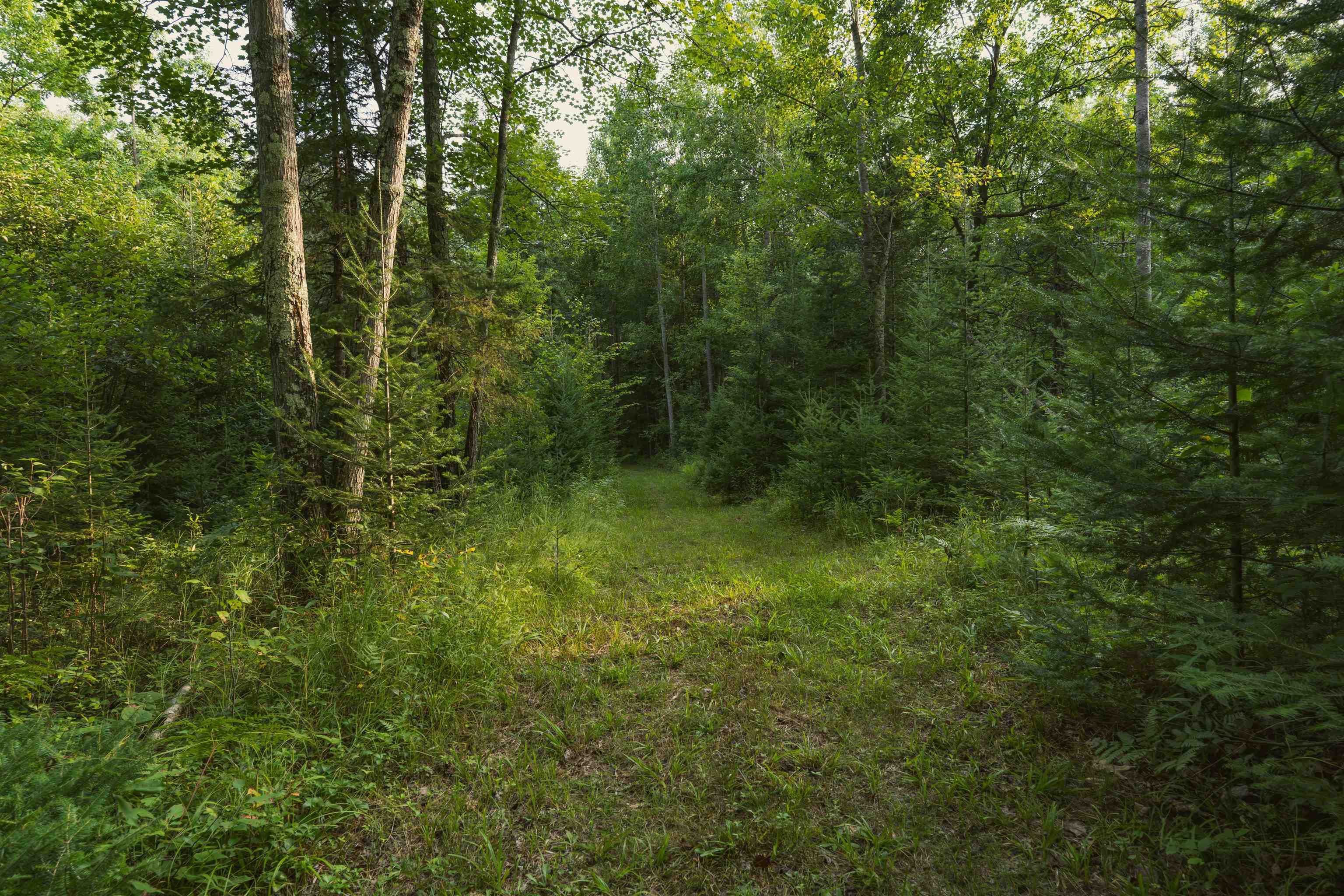 W8605 CRANBERRY TRAIL, Merrill, Wisconsin 54452, ,Land,For Sale,W8605 CRANBERRY TRAIL,22603909