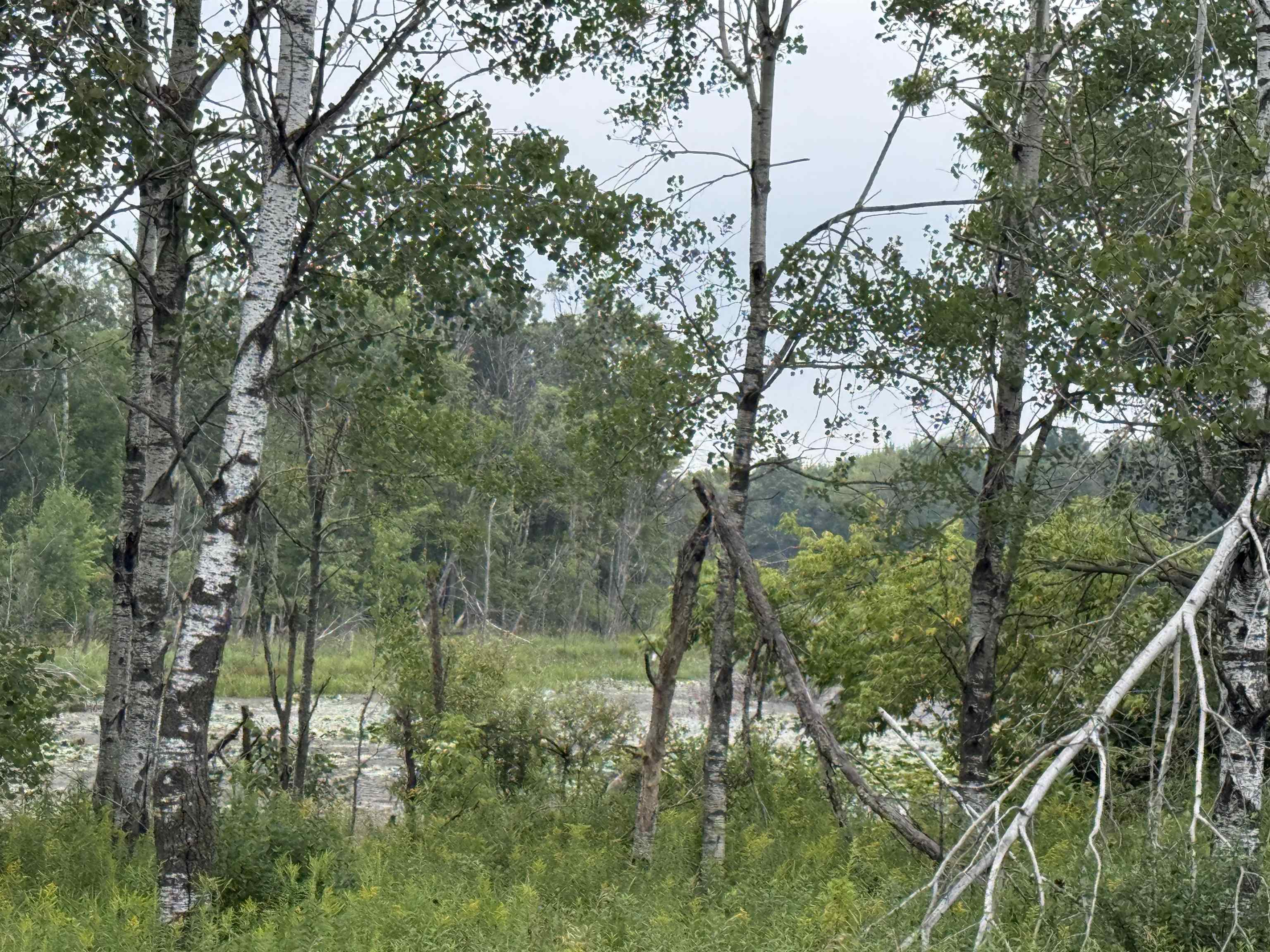 8846 COUNTY ROAD N, Almond, Wisconsin 54909, ,Land,For Sale,8846 COUNTY ROAD N,22603928